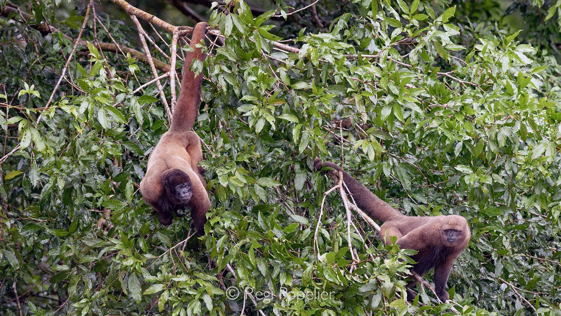 EQ014 - Curious woolly monkeys greeting us while passing.