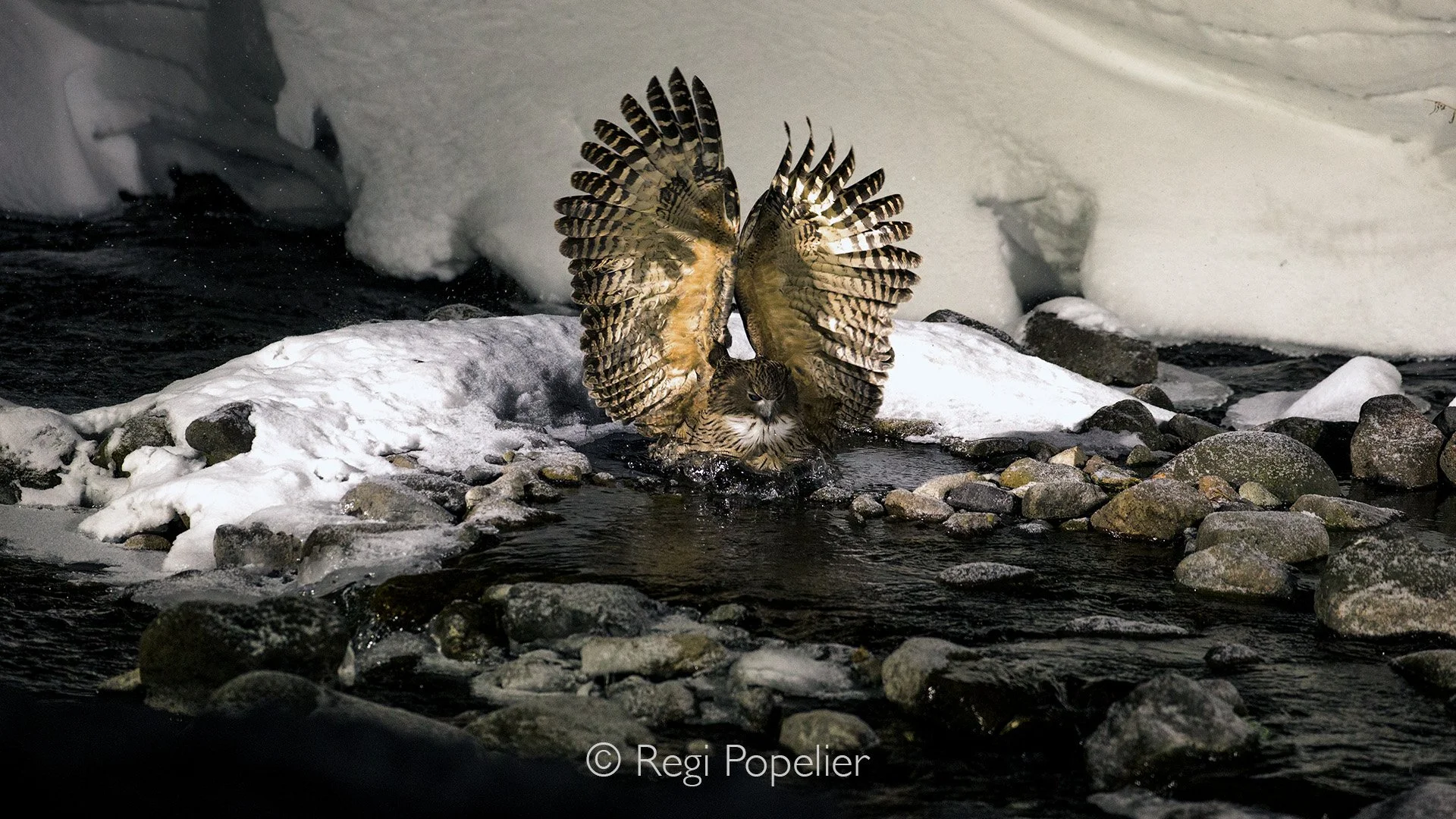 HOK033 - On Hokkaido, photographing a Blakiston’s Fish Owl can be surprisingly comfortable observed from a hide, allowing you to focus entirely on the moment rather than the cold
