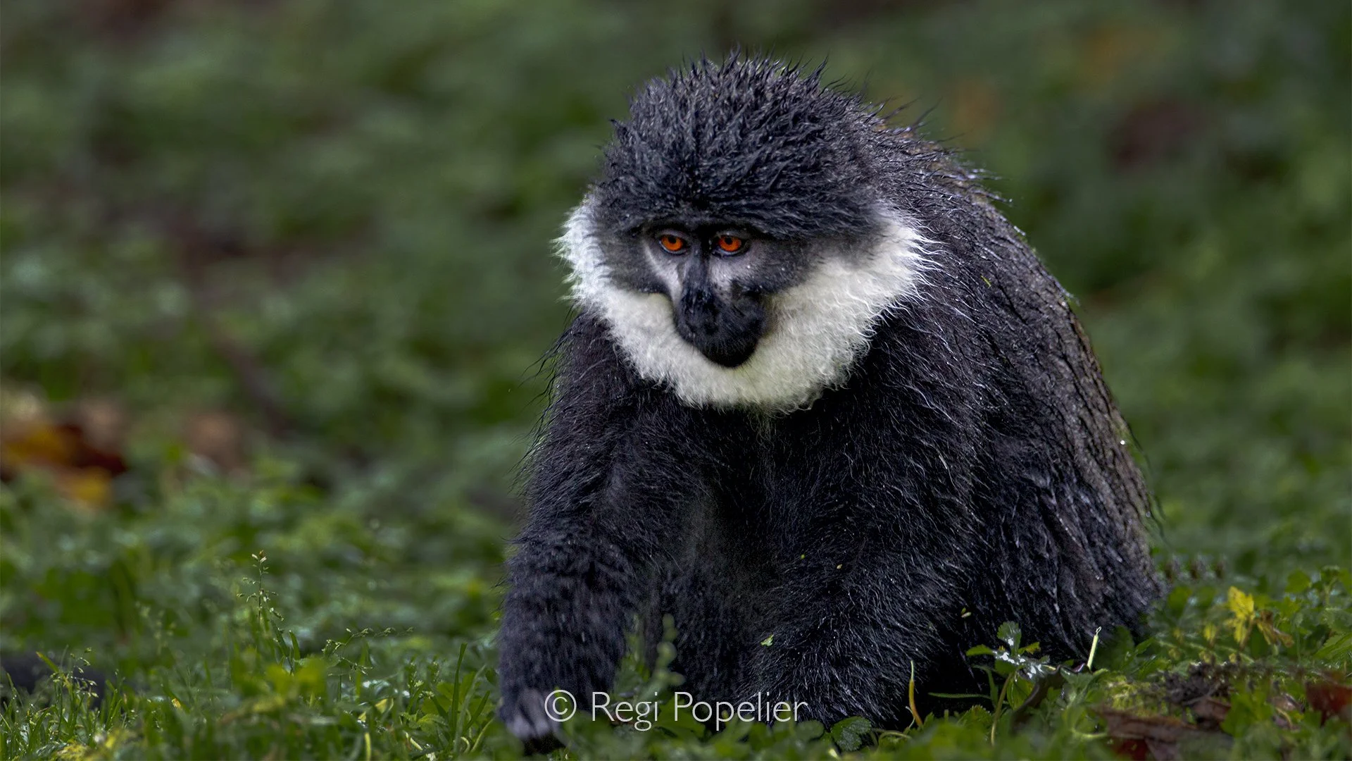 RWANDA046  - Soft rain falls through the dense canopy as a L'Hoest's monkey sits quietly among the wet undergrowth. Tiny droplets cling to its dark fur while the distinctive white beard frames an expression of calm resilience. The rainforest seems to