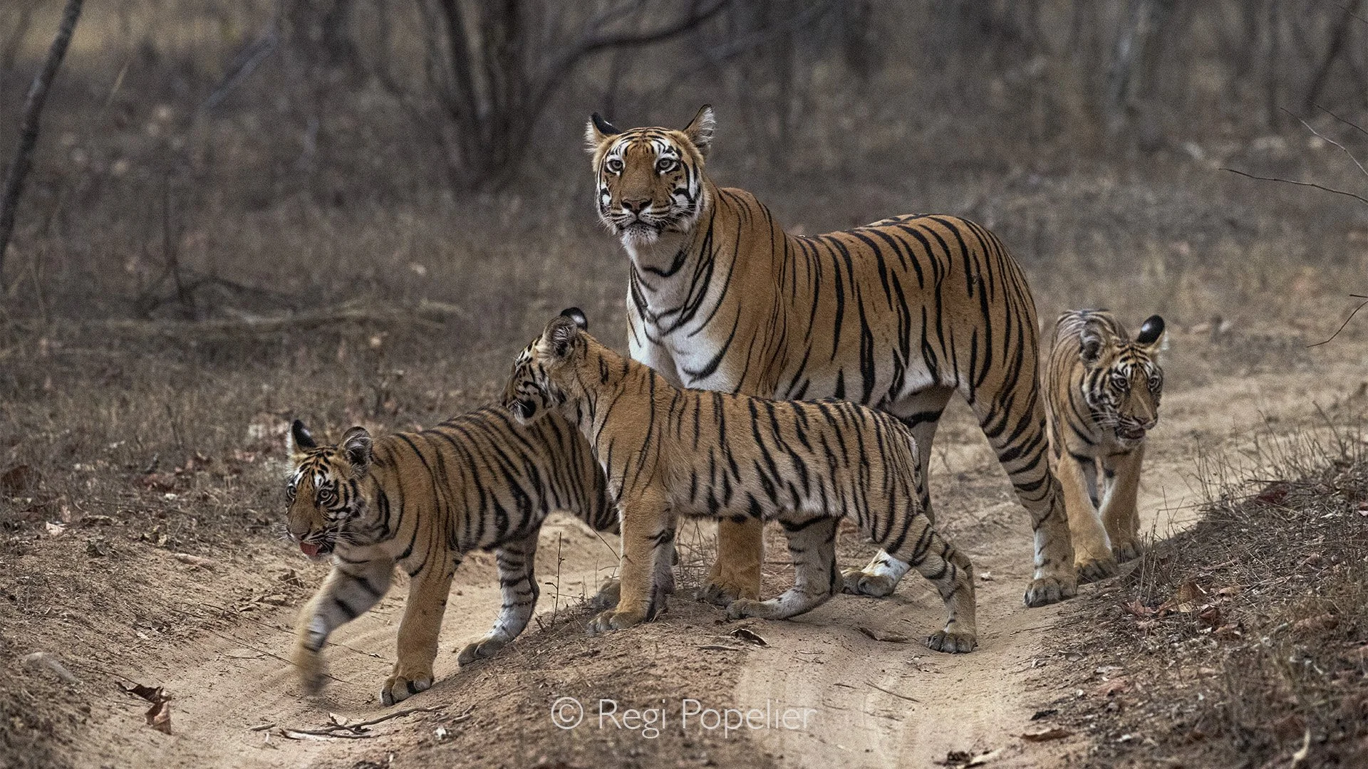 INDIA099 - Mother with her 3 of her 4 cubs at evening. Tadoba NP.  