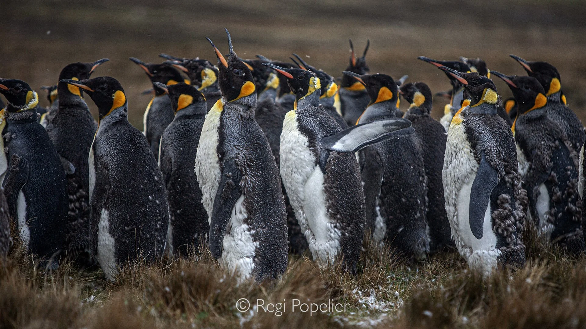 FAL001 - Life in the colony  juvenile king penguins sticking close on Volunteer Island.