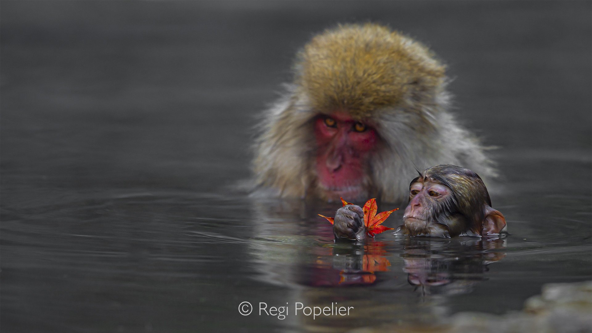 JAP004 -The symbol of Japan, a delicate leaf of Acer (palmatum dissectum) gently held by a juvenile macaque, with its mother softly visible in the background. This image was selected by KLM for their travel promotion campaign for Japan.