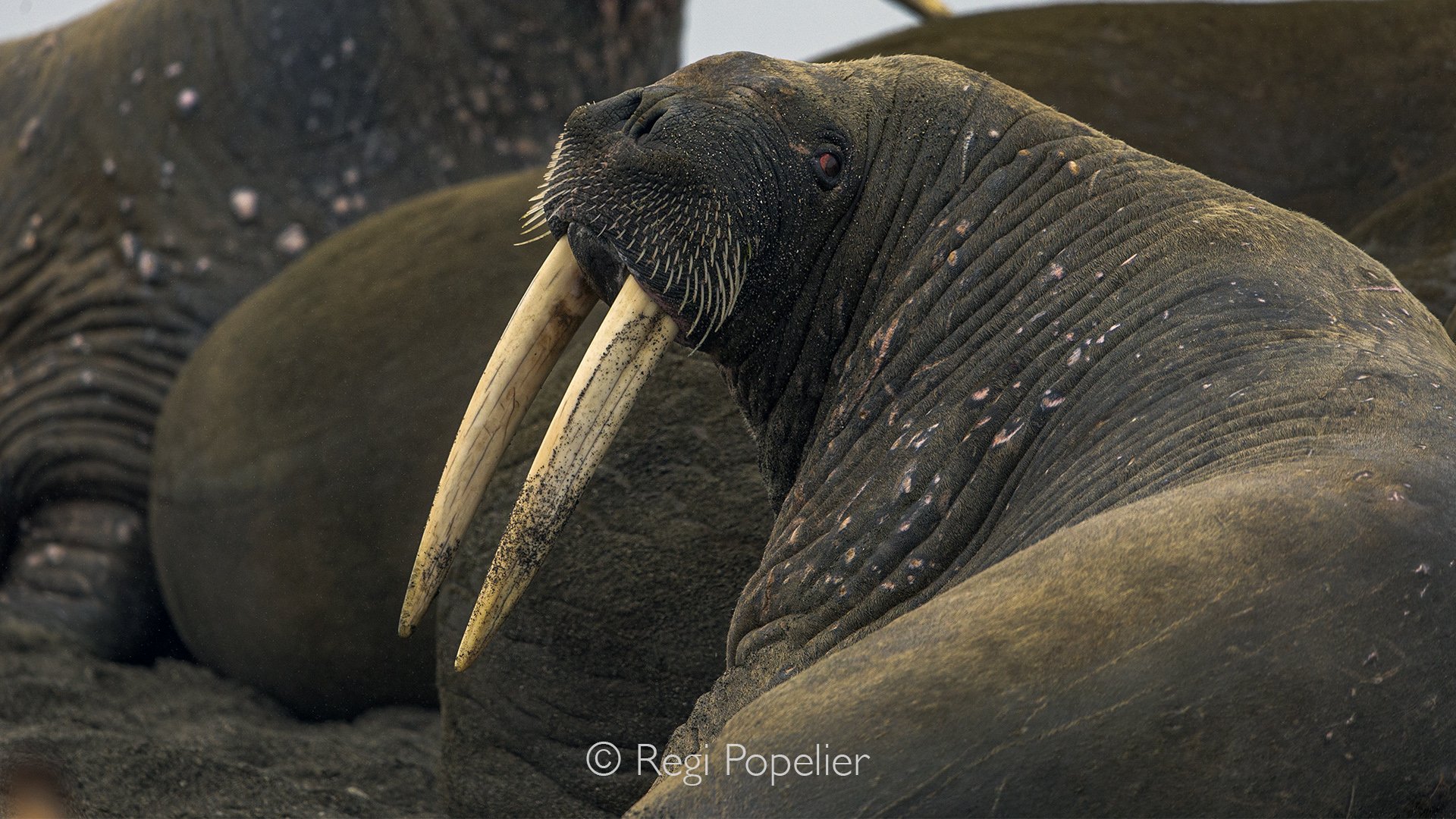 NPOLE025 - Powerful yet surprisingly graceful, walruses are among the most iconic inhabitants of the High Arctic.