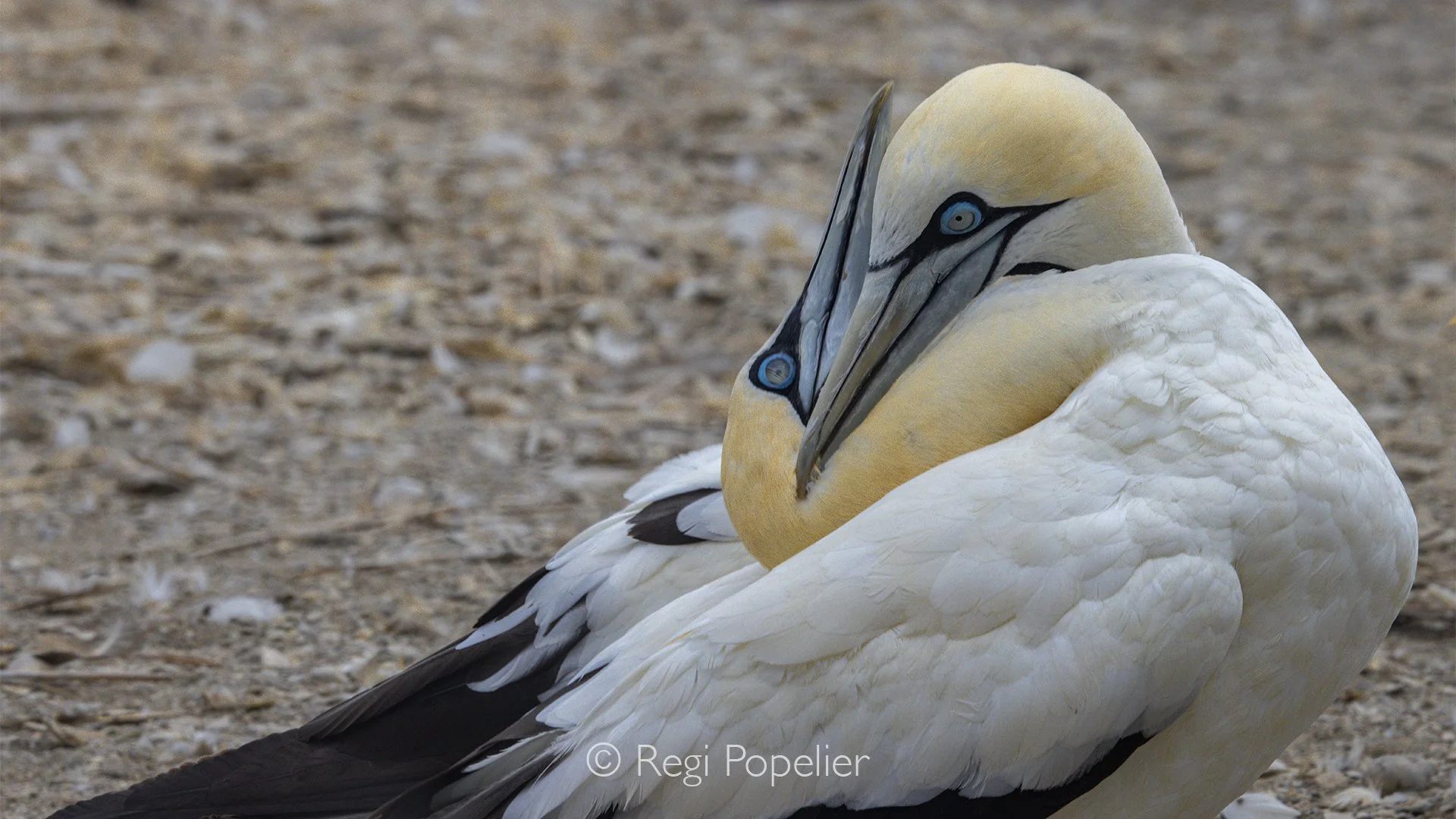 South Africa058 - In a moment of remarkable tenderness, two gannets lean closely together as they carefully clean each other's plumage. Surrounded by the bustle of the colony, their intimate interaction creates a peaceful and touching portrait of aff