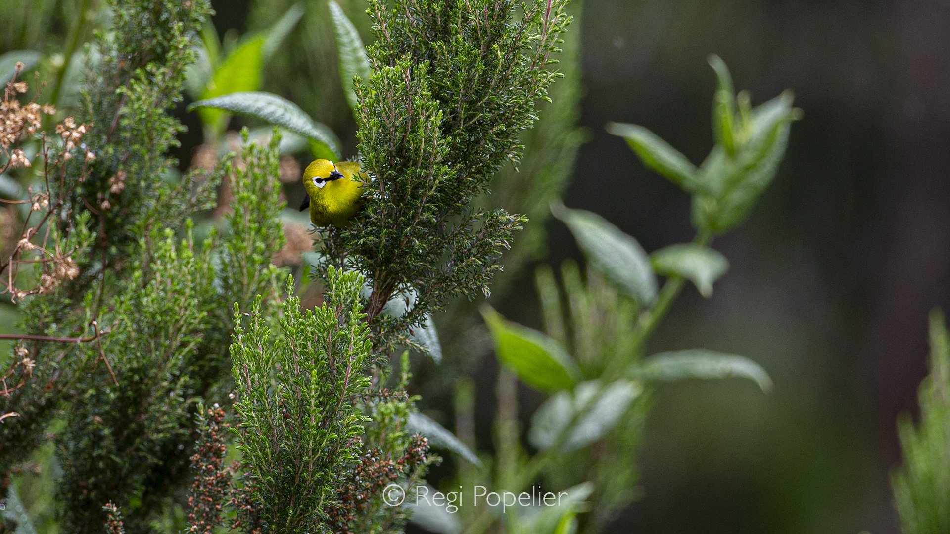 RWANDA076 - Warbler ? in dense foliage seeking for insects. 