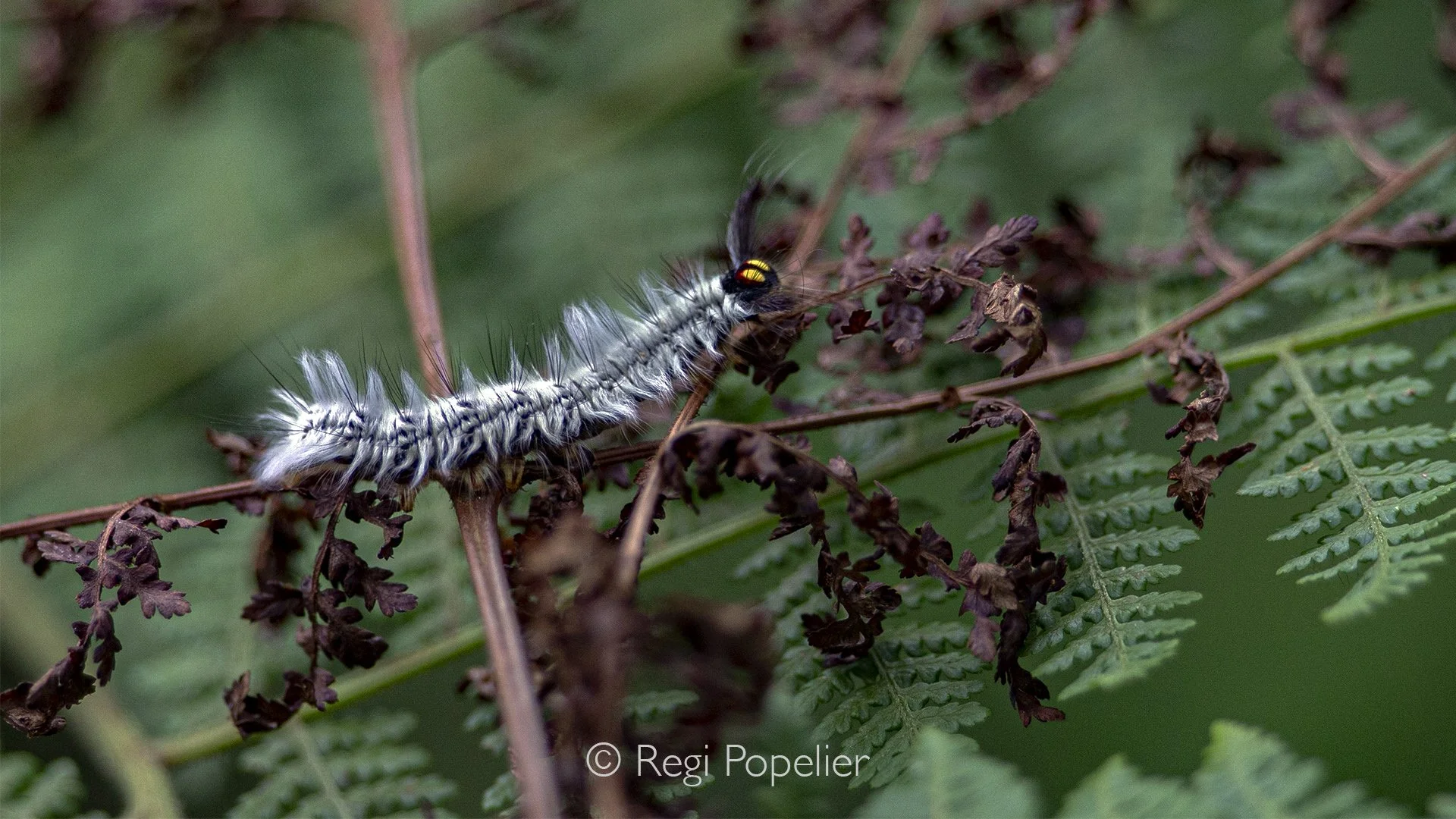 RWANDA080 - Not every masterpiece in nature is measured in size. Resting delicately on a single leaf, this tiny caterpillar reveals an extraordinary world of colour, texture and intricate detail. A reminder that some of the most beautiful subjects in