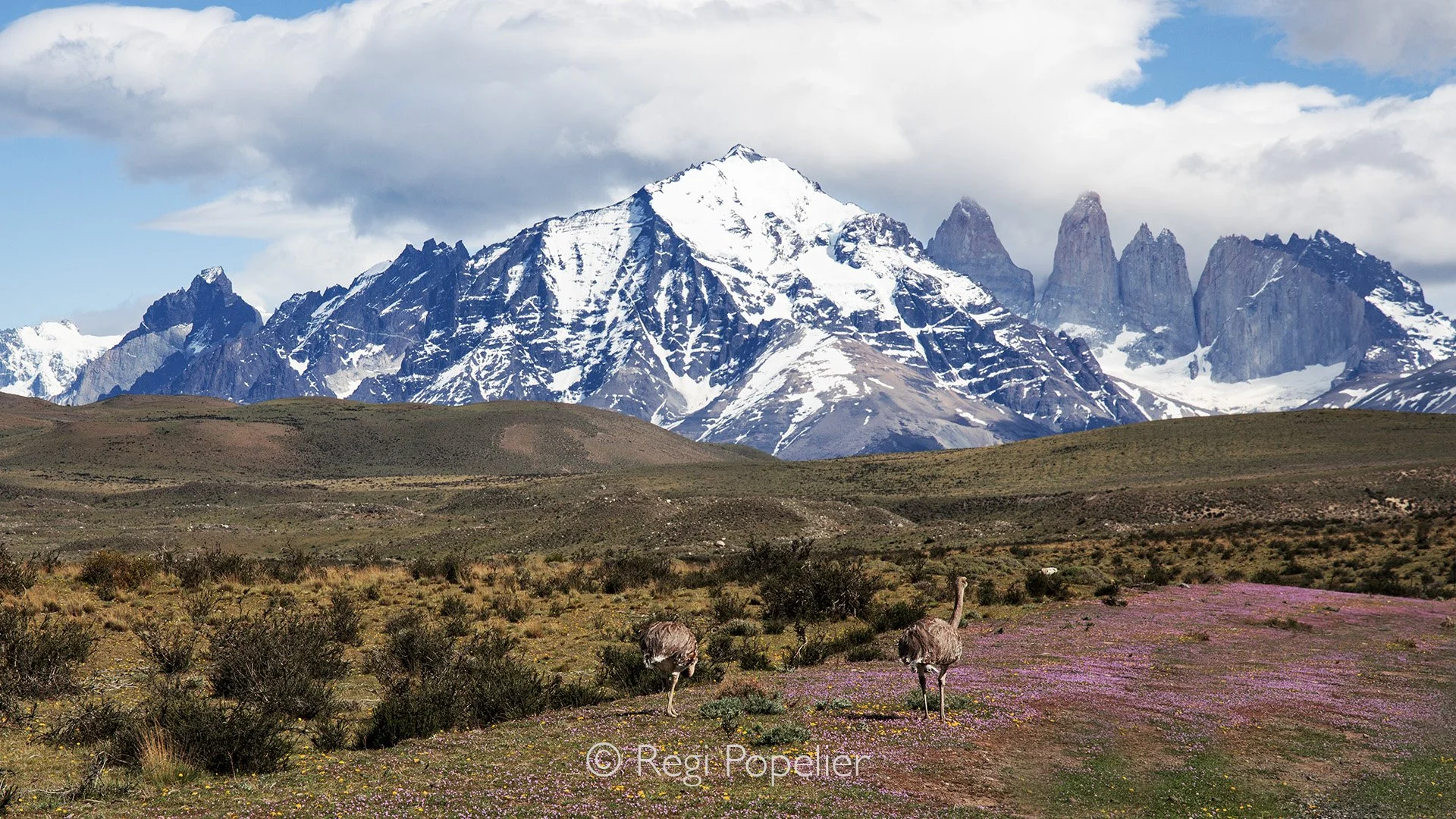 CHILI013 -Lesser rhea (also called ñandú) in front of the mountain range, standing among a stretch of small flowers.
