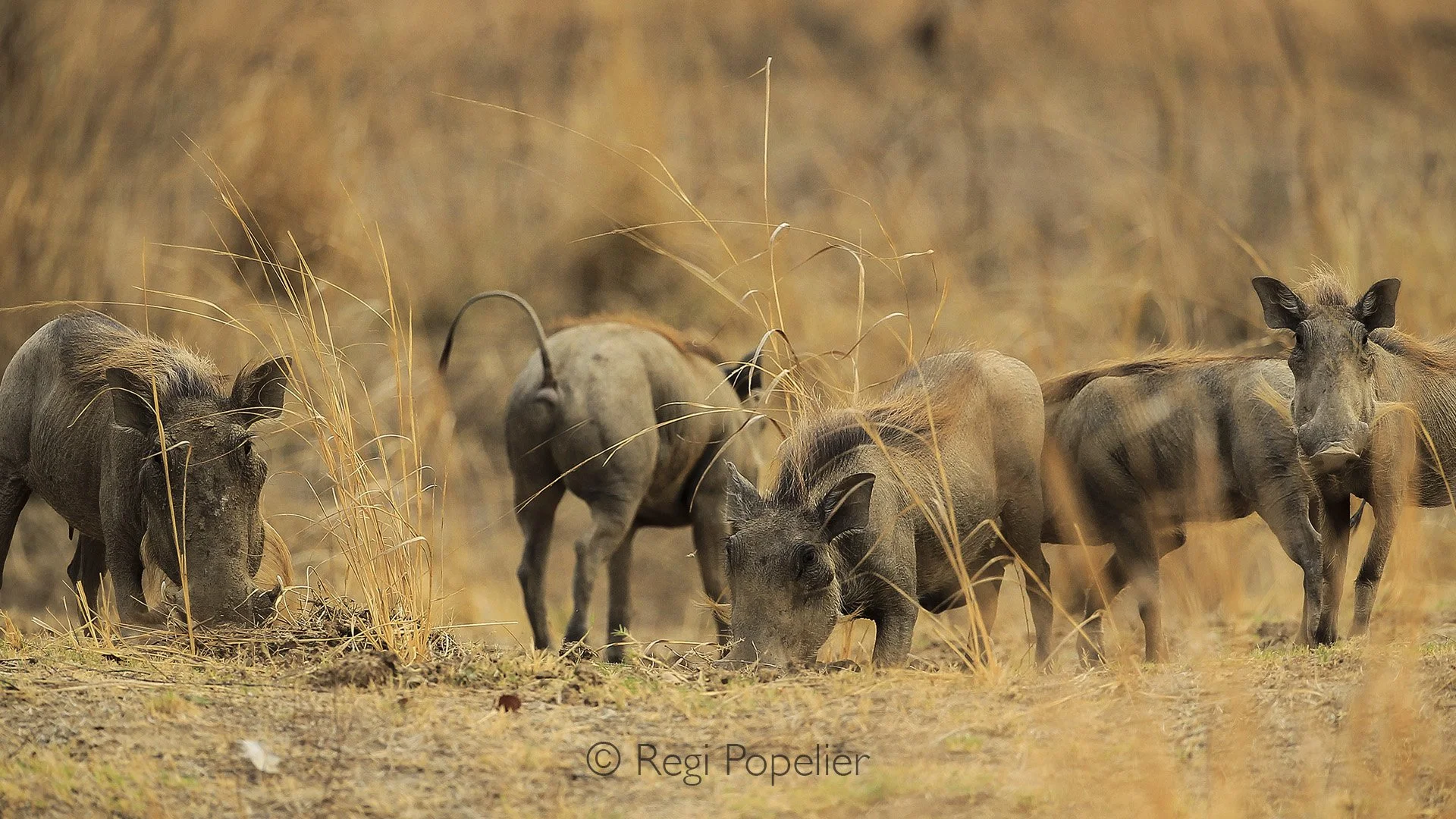 ZAMBIA011 - Warthogs feeding in the yellow grasses. 