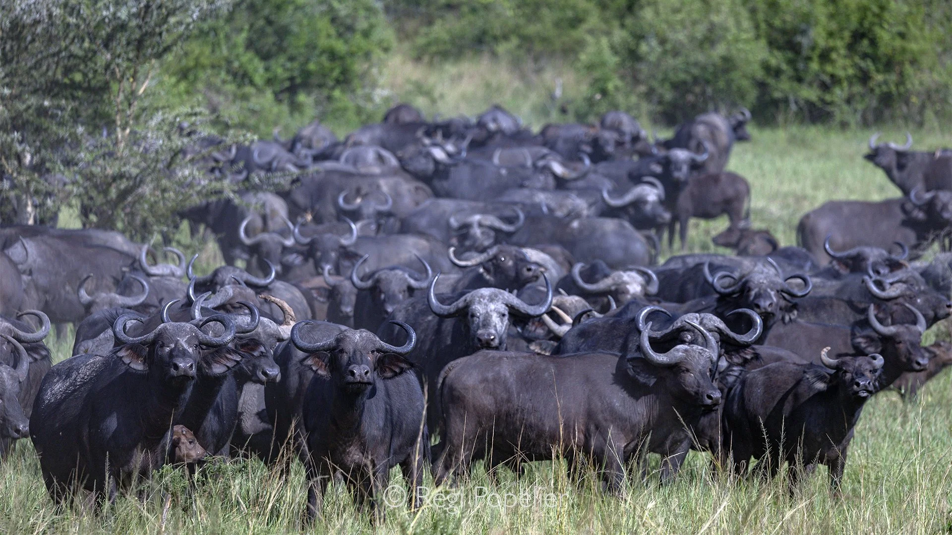 RWANDA064  - A closer view reveals the powerful character of the buffalo herd. Massive curved horns, weathered faces and attentive eyes fill the frame as the animals stand shoulder to shoulder, their collective presence reflecting the resilience, uni