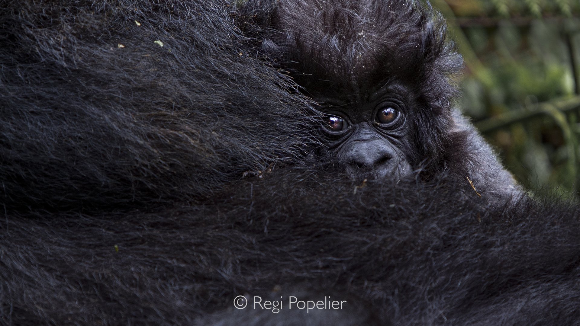 RWANDA012  - The young gorilla presses its face against its mother's shoulder, completely relaxed despite our quiet presence only a few meters away.