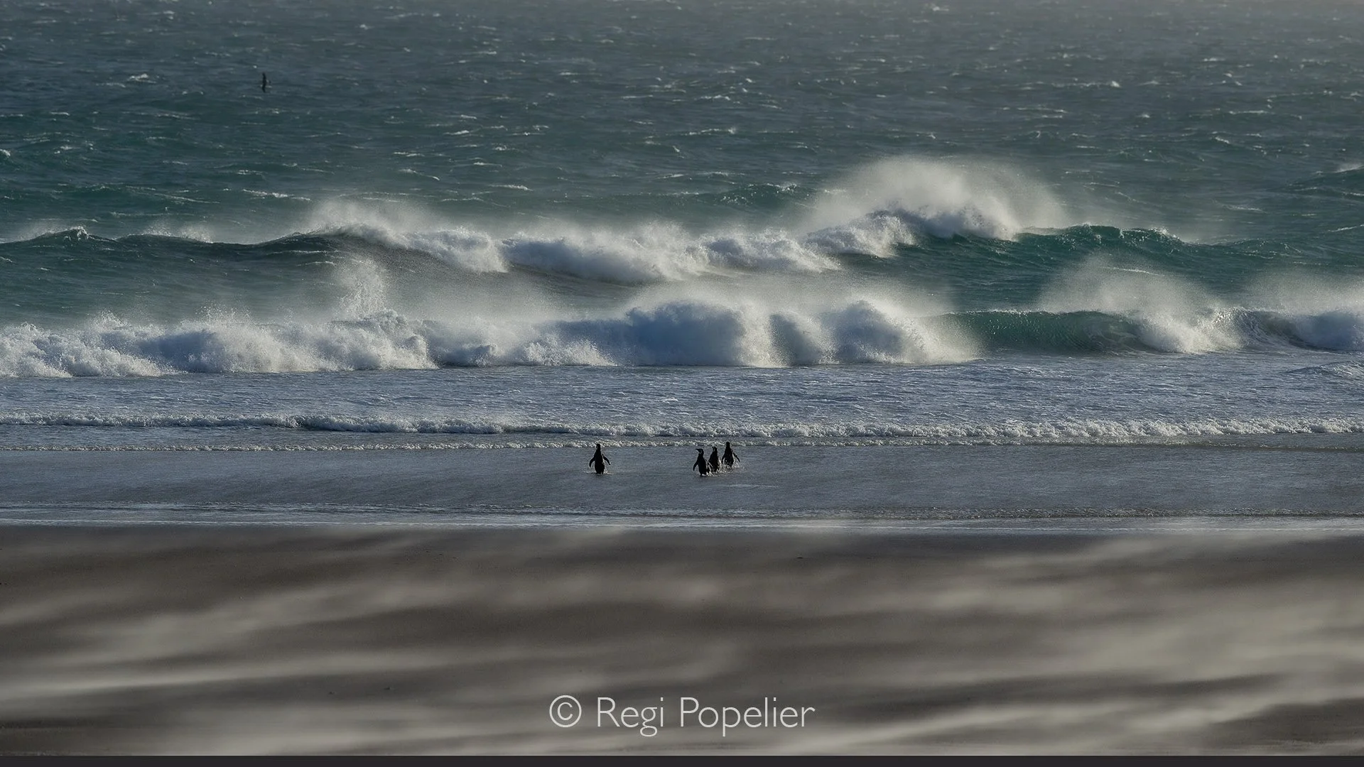 FAL014 - Braving wind and rain, gentoos make their determined journey from shore to surf.