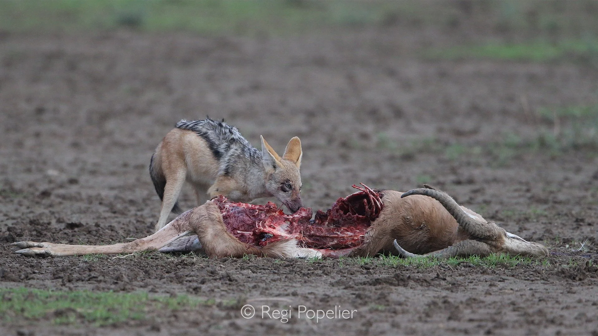 South Africa032 - Not every battle for dominance ends with a victor walking away. Some springbok pay the ultimate price, their lives becoming part of the Kalahari's unending cycle.