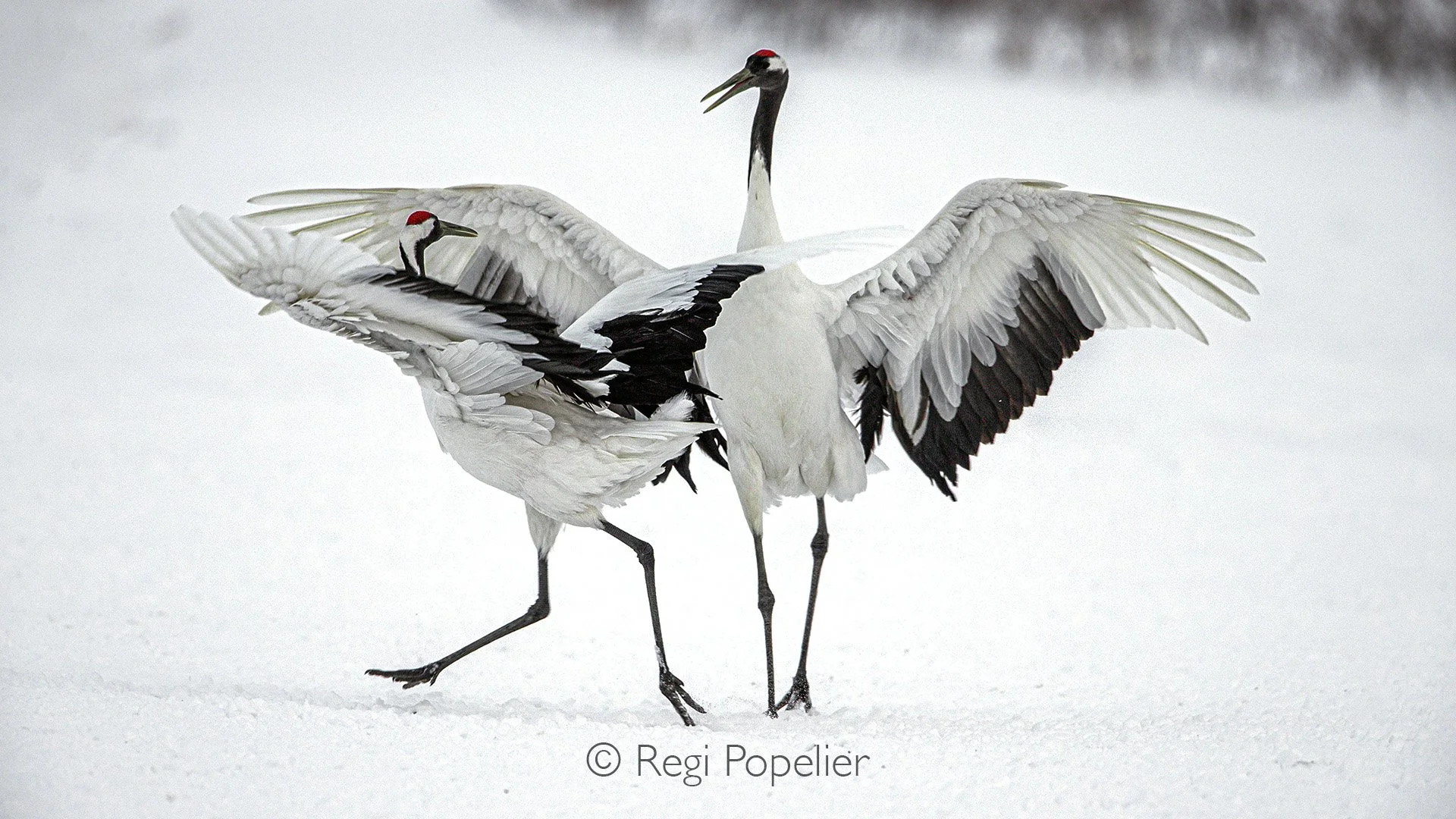 HOK046 - During winter in Hokkaido, the dance of the Red-crowned Cranes is one of nature’s most elegant spectacles. Against a backdrop of snow and frozen wetlands, pairs face each other, bowing deeply before leaping into the air with outstretched win