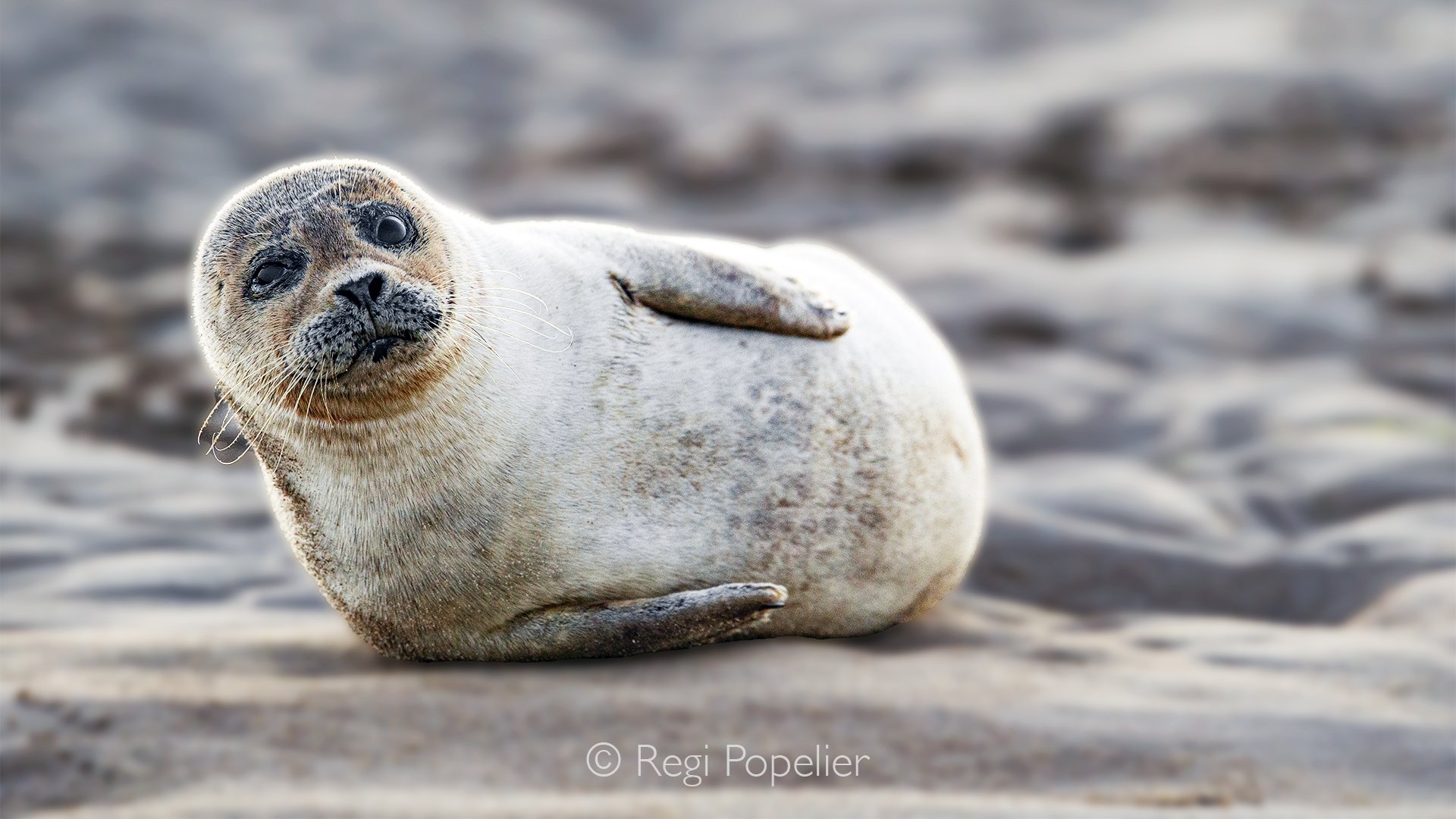 Scotland016  - Grey seal pup on the coast of Scotland. 