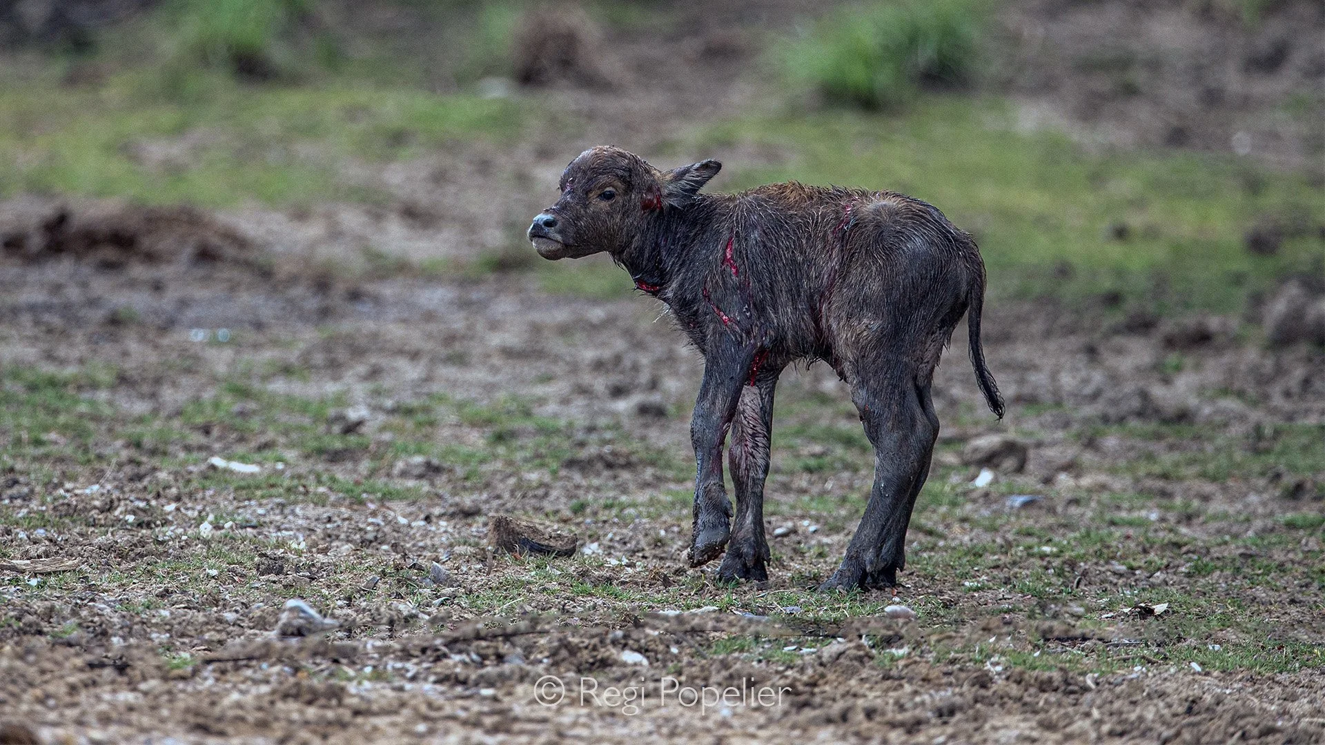 INDO050 - Besides photographing Komodo dragons, we also came across one of their victims, a very young buffalo, with traces of blood on its shoulders from recent bites.