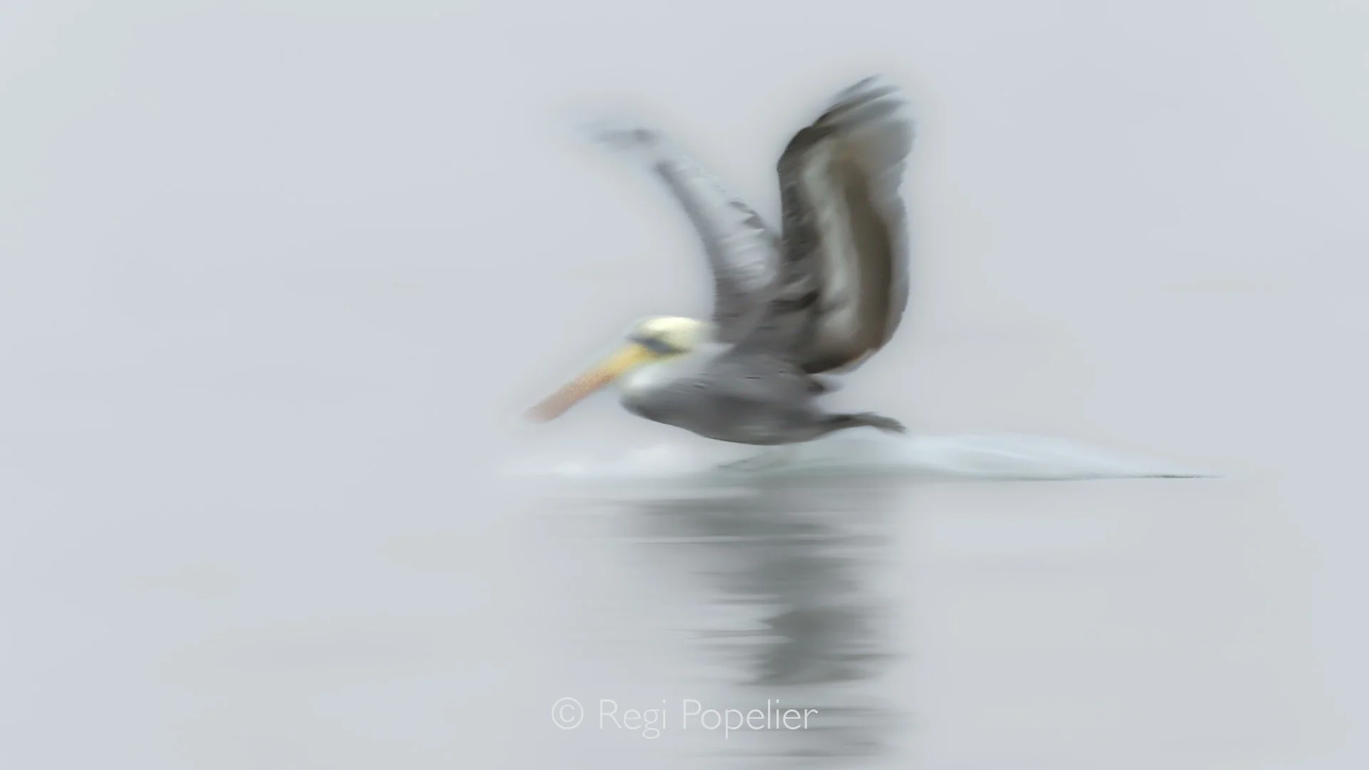 PERU023 - Suspended above the ocean surface, a pelican prepares for its dramatic plunge, wings partially folded as it transforms from graceful flyer into skilled hunter.