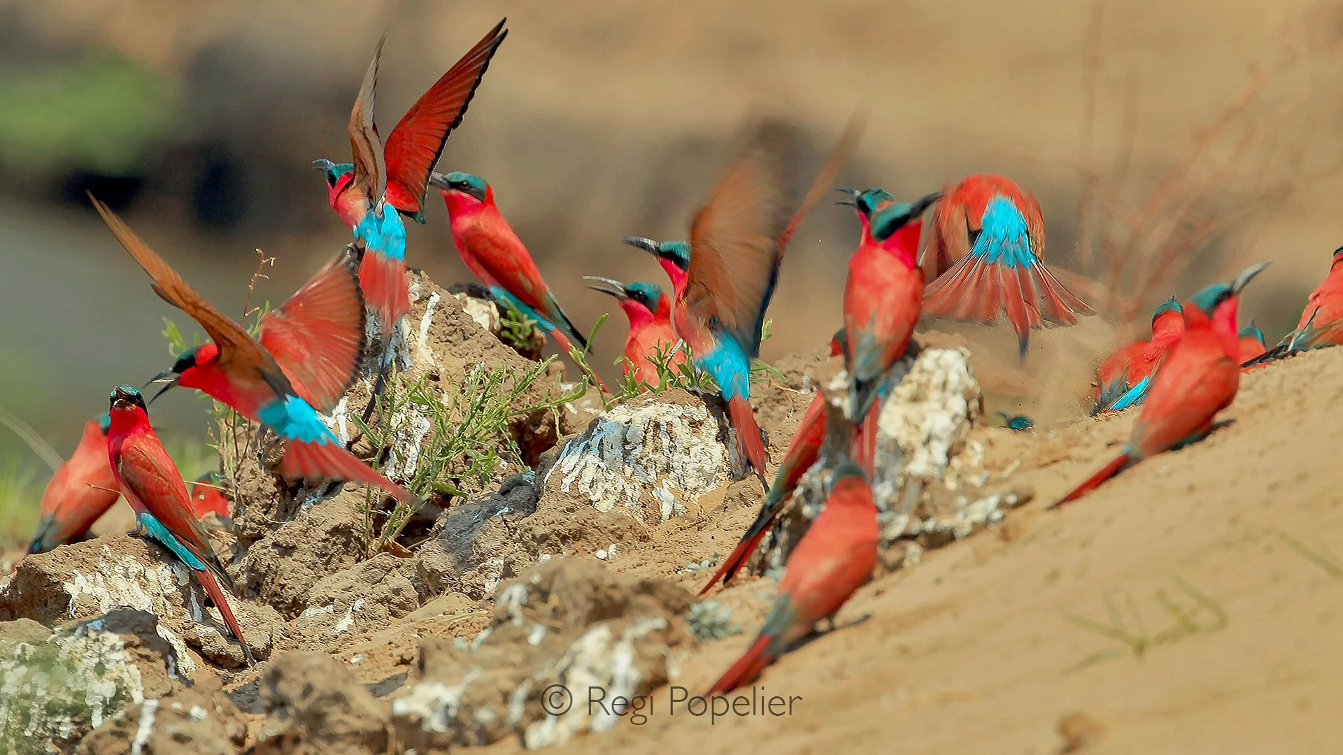 ZIM012 - Carmine Bea eaters along the Zambezi River. 