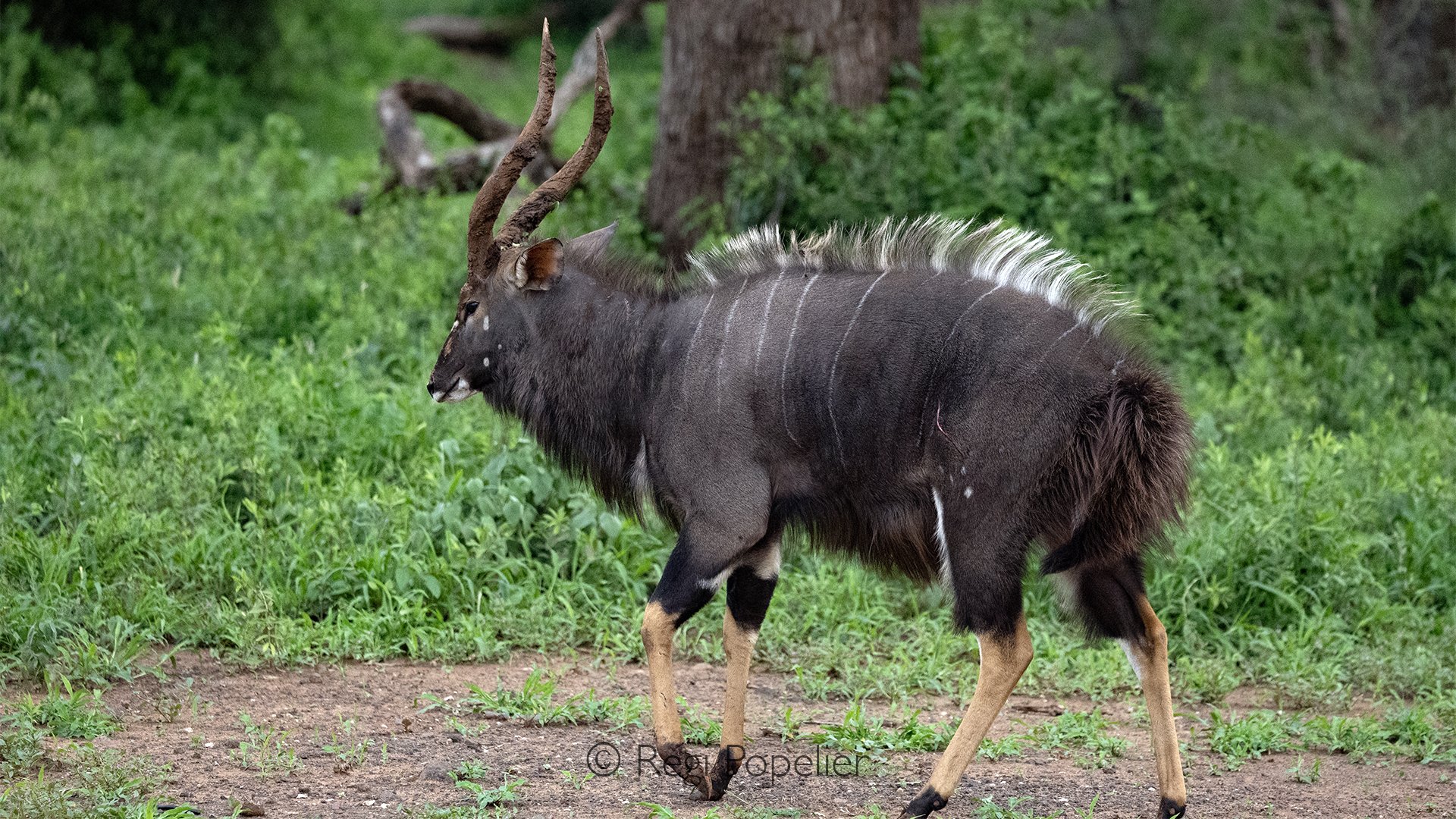 South Africa070 - A magnificent male Nyala stands proudly with the hairs along his back raised, his impressive mane giving him an even more powerful appearance.