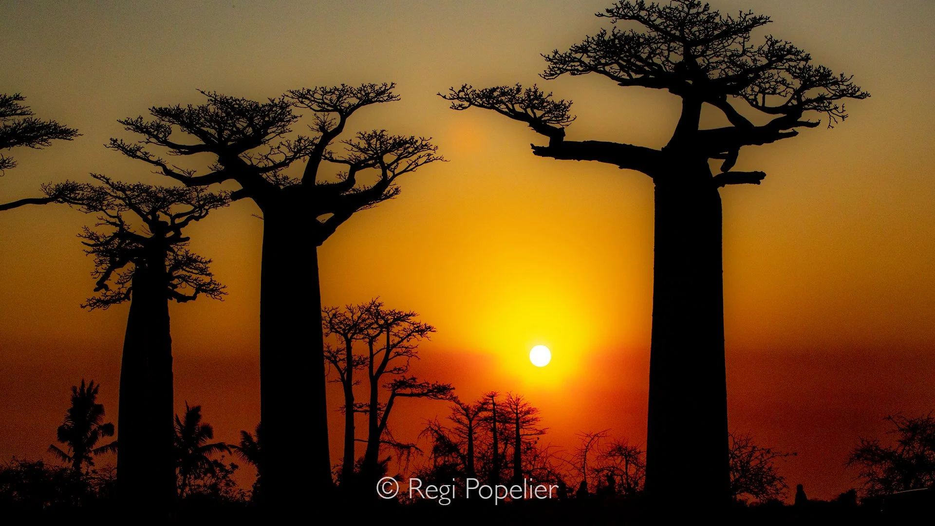 MADA039 - Baobab lane at sunset