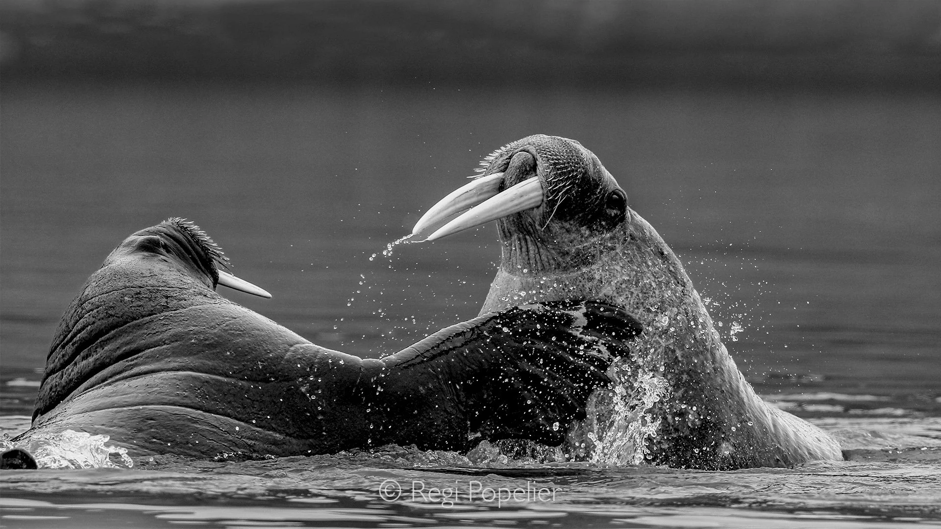 NPOLE020 - A monochrome image highlighting the textures, shapes, and timeless beauty of the walrus.