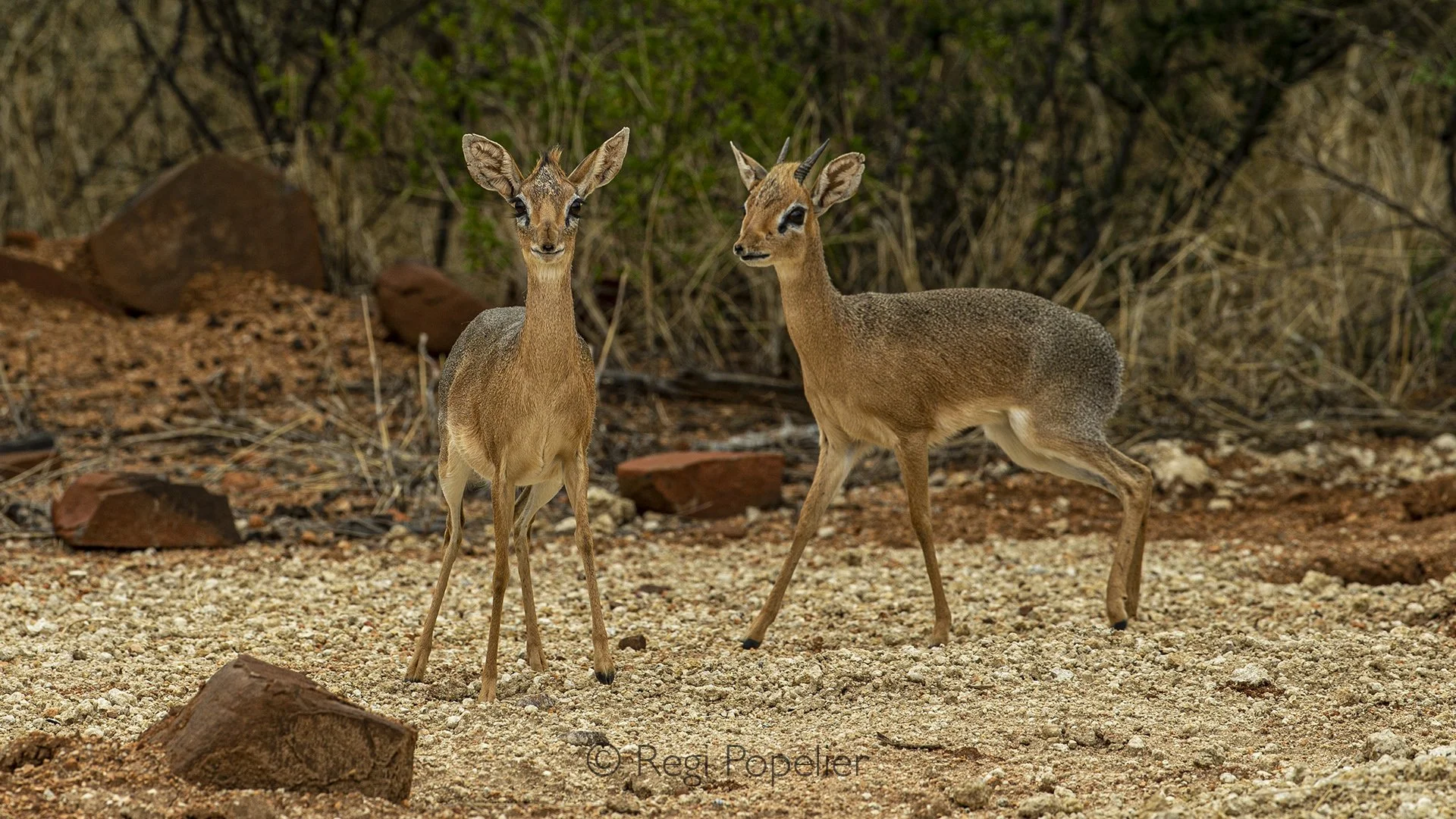 Namibia025 - Behind the lens of a miniature world: While they seem to be frozen for the camera, these alert herbivores are actually evaluating the photographer using their excellent eyesight and scent glands located just below the eyes.