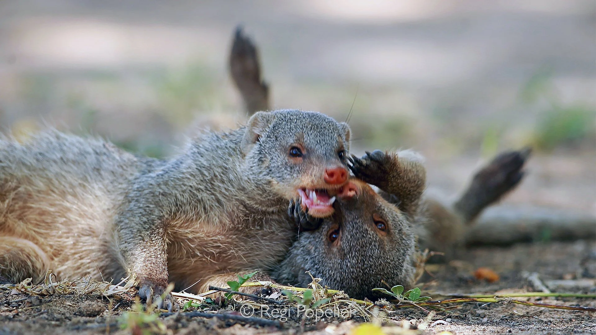 Namibia035 - Banded mongoose (Mungos mungo) in a relaxed playgame.