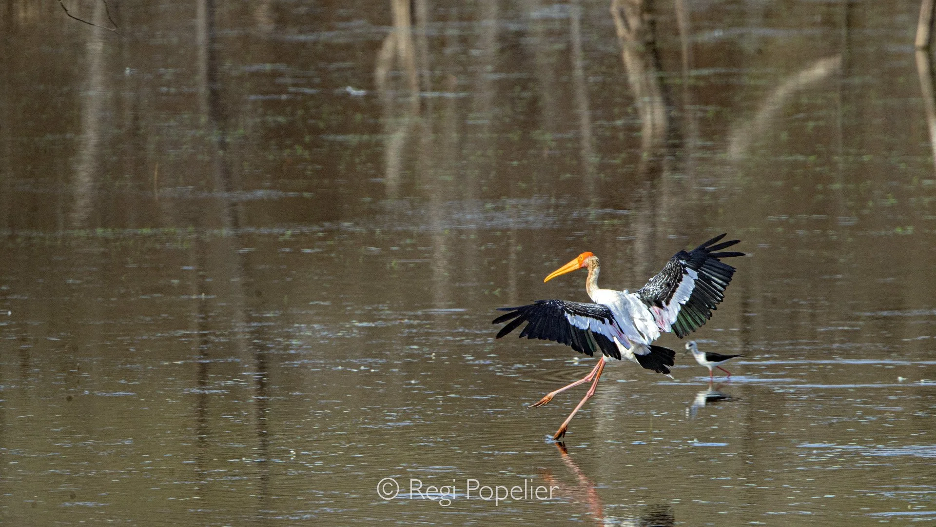 INDIA049 - Nice landing of a Painted Stork.