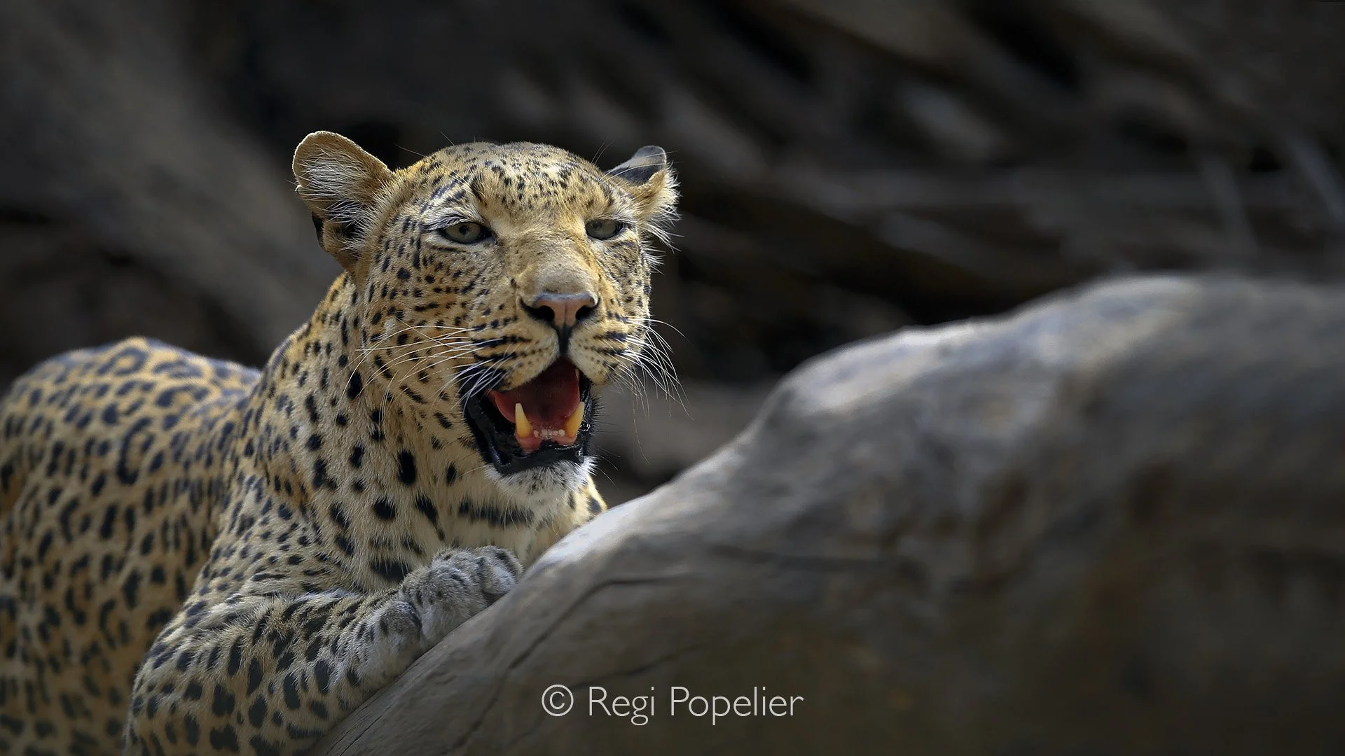 ZAMBIA031 - Leopard mother in profile. 