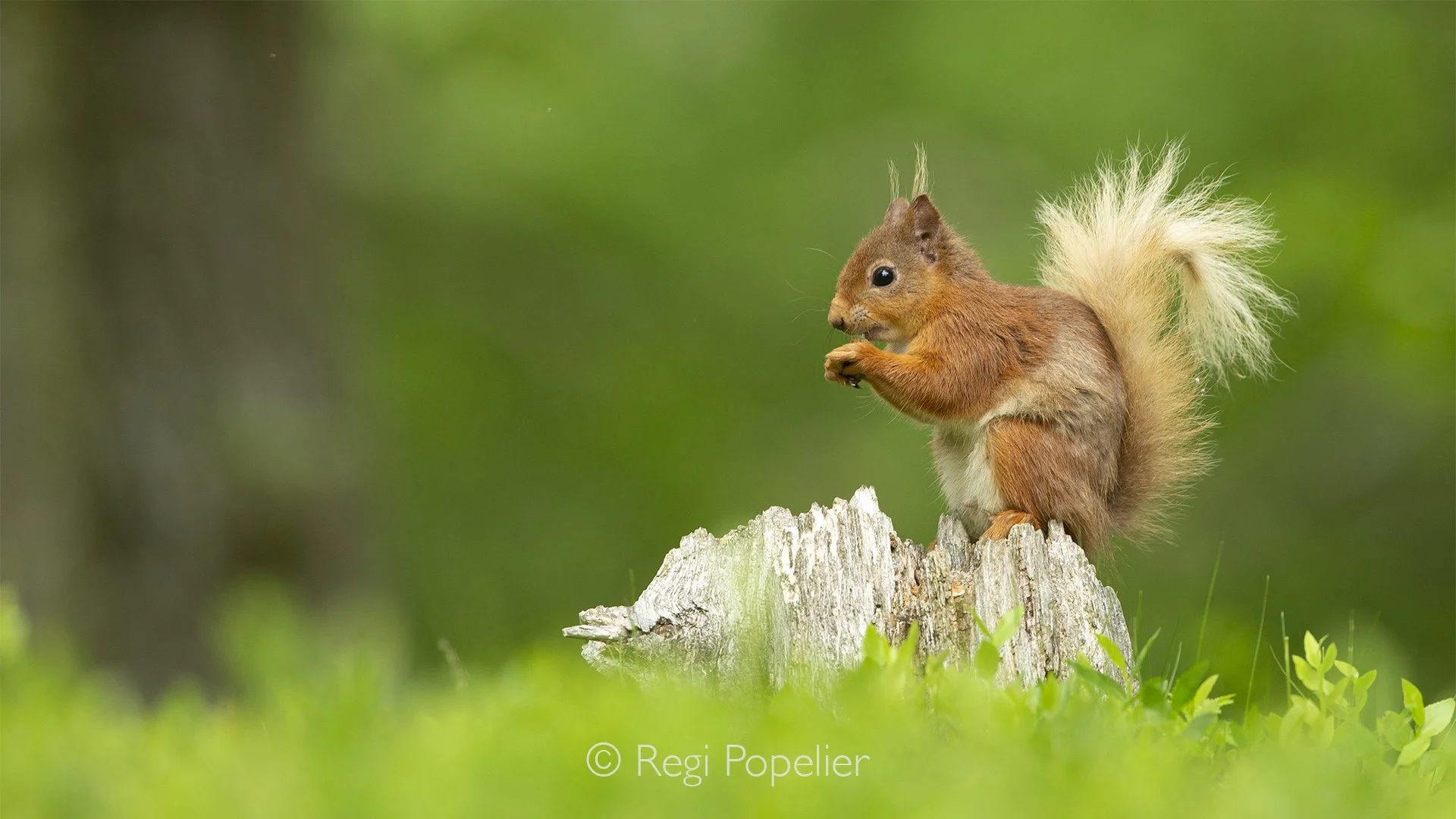 Scotland052 - A red squirrel sits quietly on a branch, surrounded by the soft shapes and colours of the forest, watching the world from a distance.