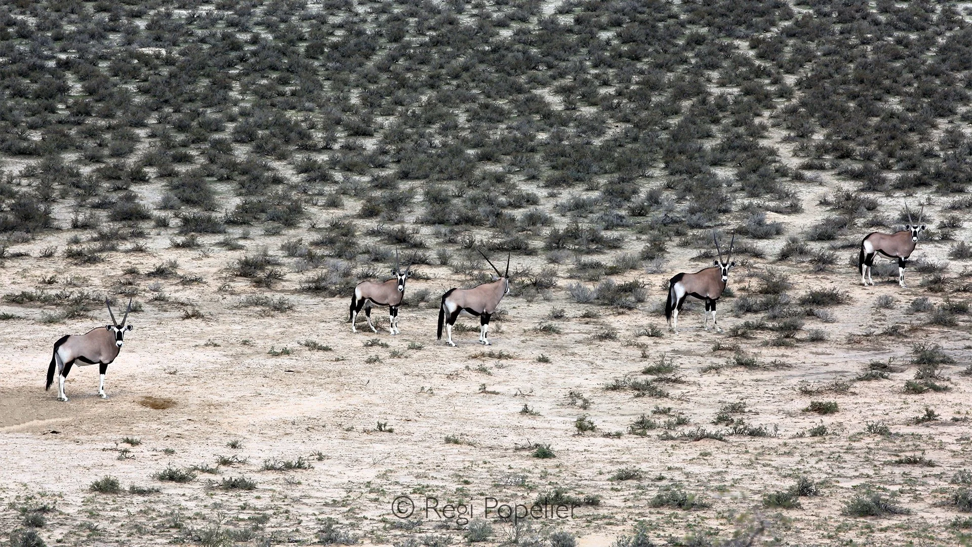 South Africa010 - Moments like these reveal the quiet strength and timeless beauty of life in one of Africa's harshest landscapes.