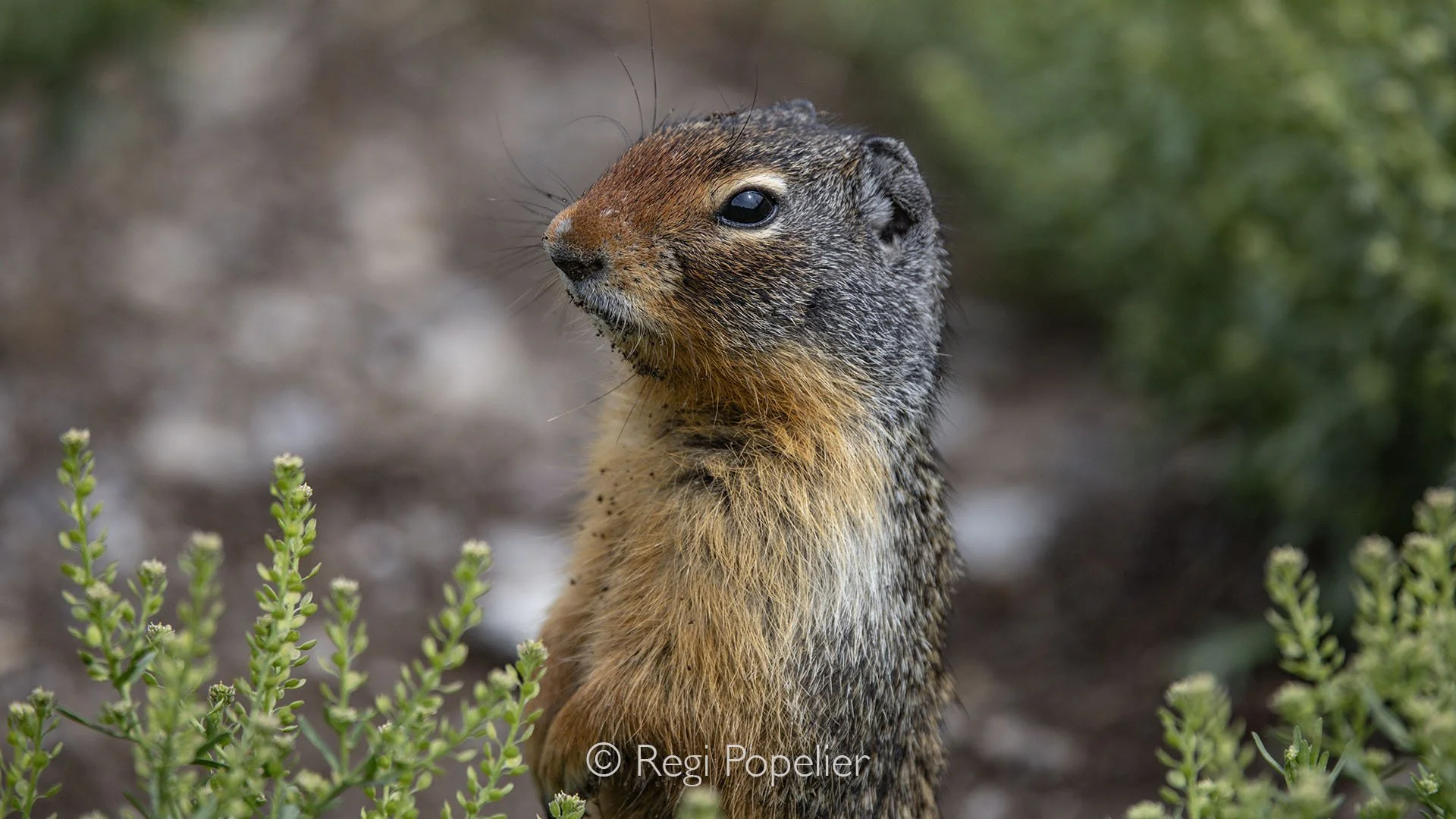 CAN013 - Ground squirrel stands on its hind legs, alert and curious, seemingly posing for the camera.