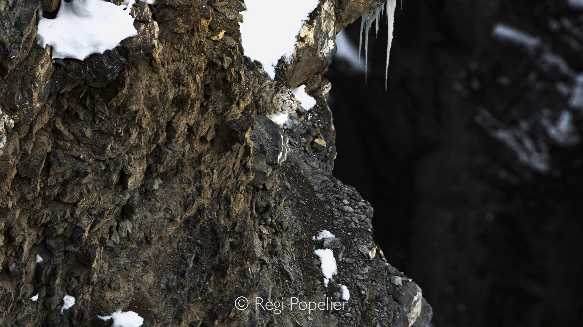 HIMA050 - Another image of these elusive animals , they blend in so well and mostly you do not even are aware that they are in your proximity 