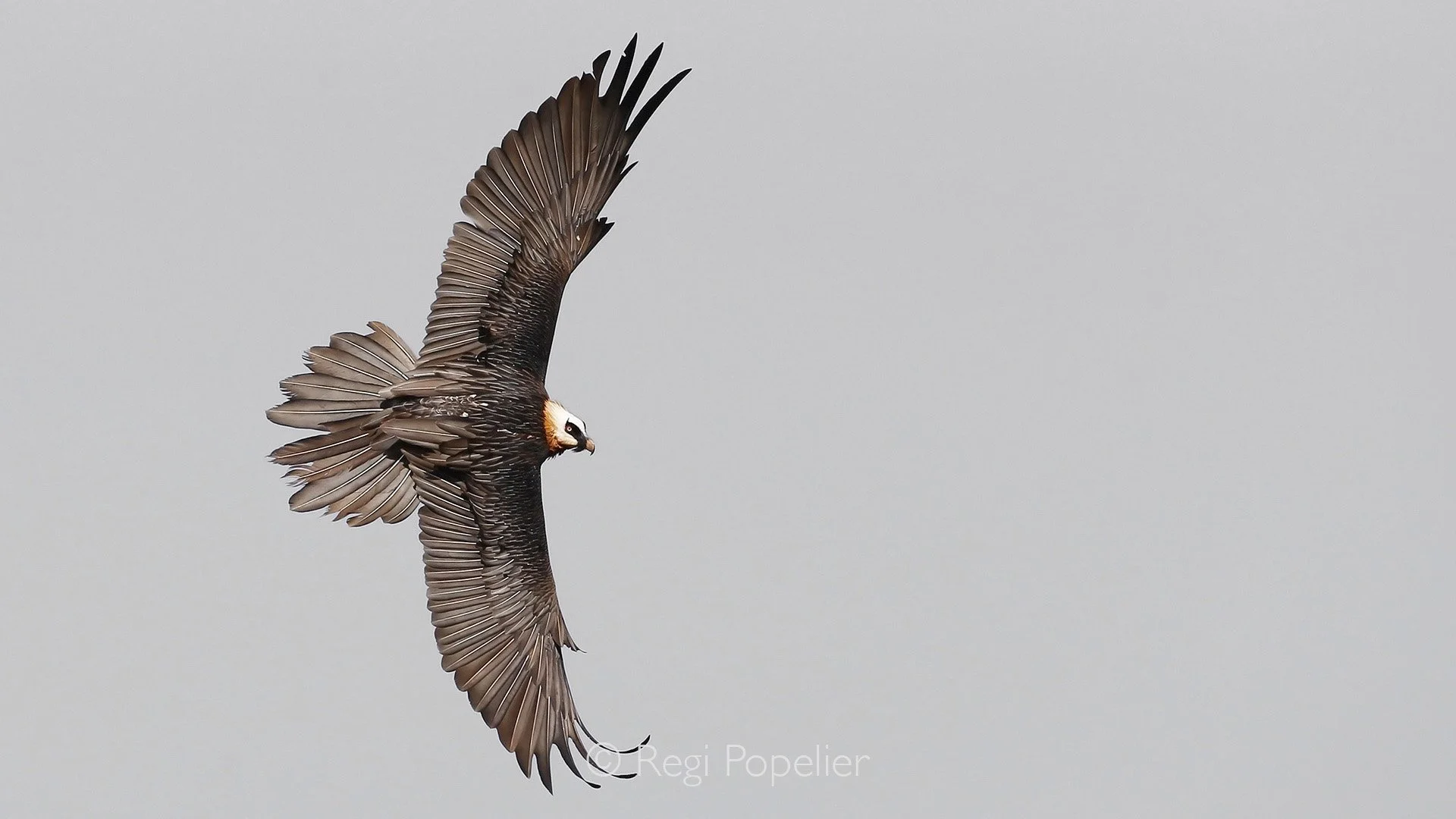 ETH059 - Lammergeier in it's flight over the Simien Mountains