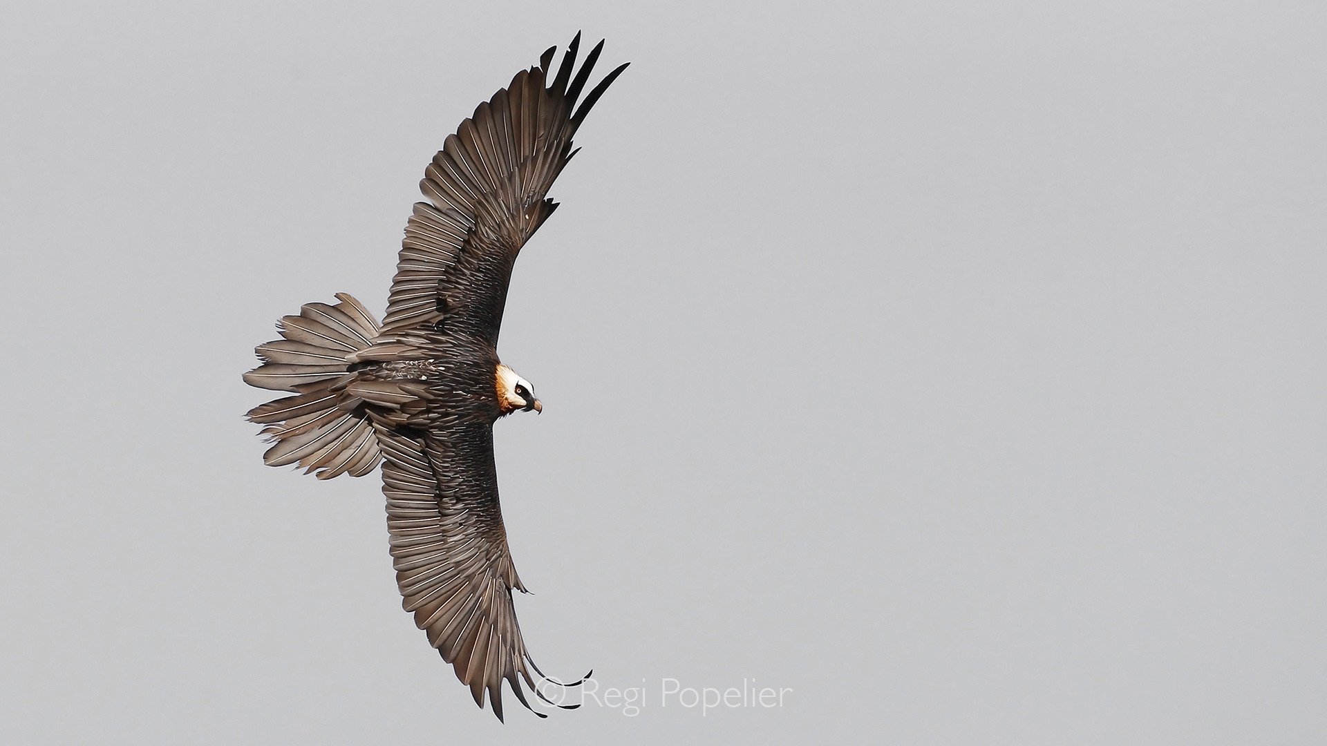 ETH059 - Lammergeier in it's flight over the Simien Mountains.