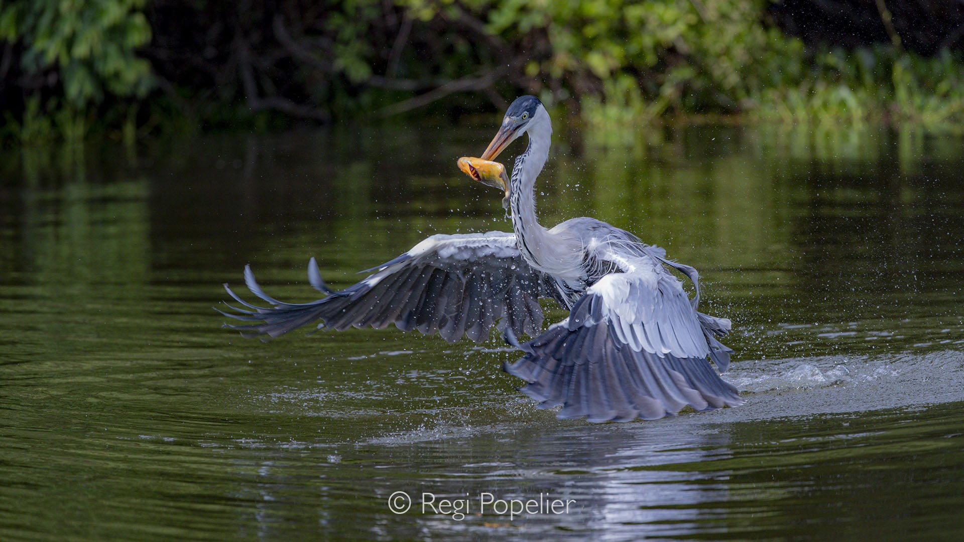 BRA026 - Blue heron catching a piranha, a part of the daily meal that fuels its life in the rivers of the Amazon, a perfect display of skill, patience, and precision.
