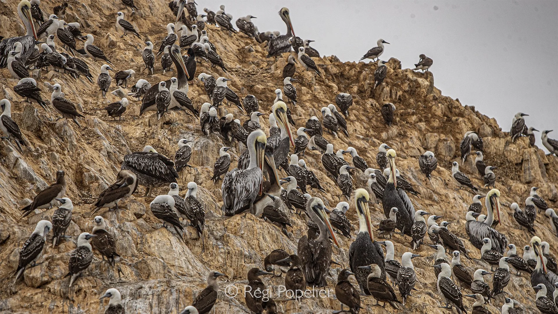 PERU011 - From towering coastal cliffs to hidden beaches, Peru’s shoreline offers a sanctuary where seabirds thrive among some of the planet’s most dramatic scenery.