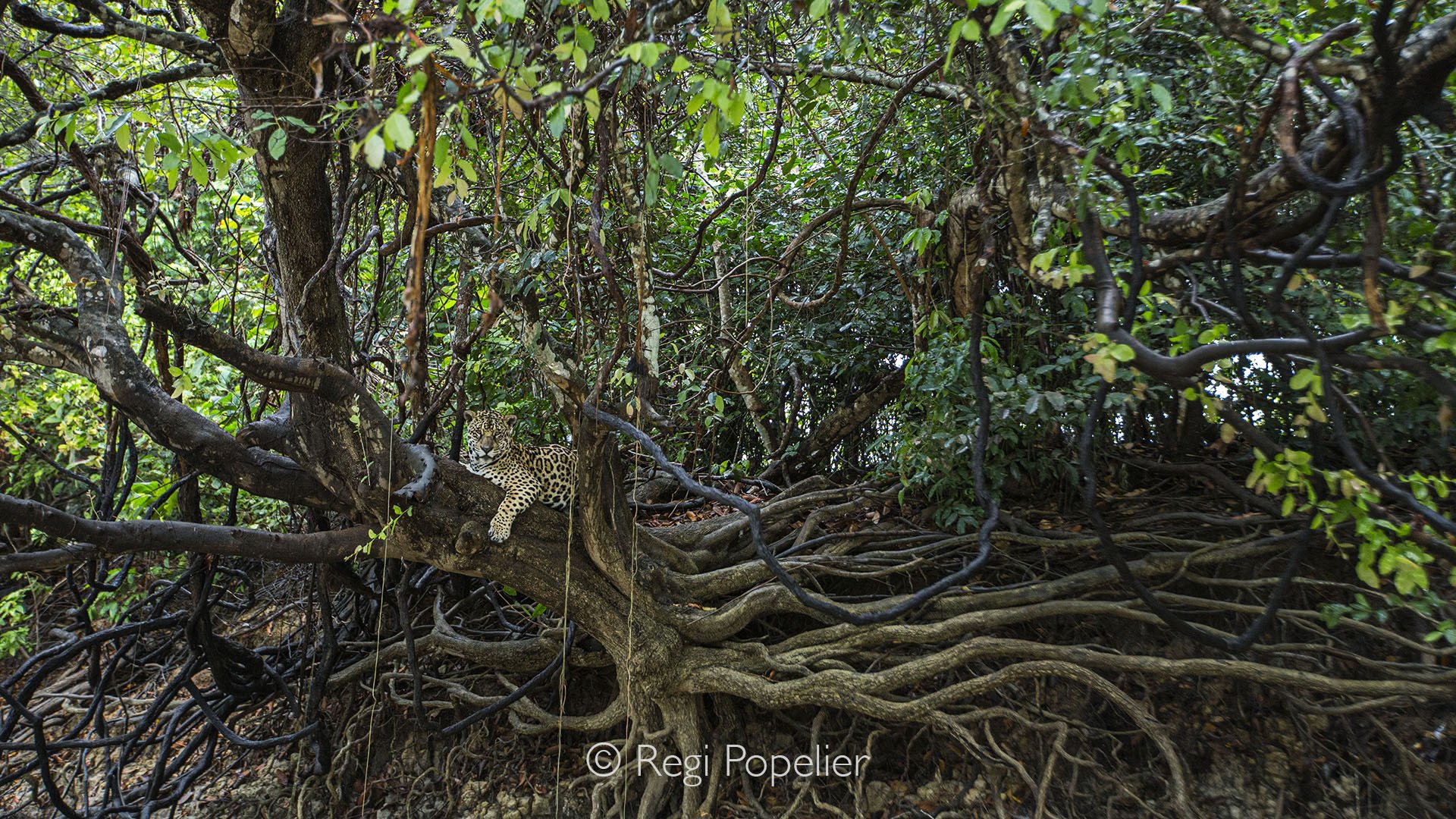 BRA023 - Jaguar resting gracefully on the intertwined roots of a fig tree , watching the boats passing by 