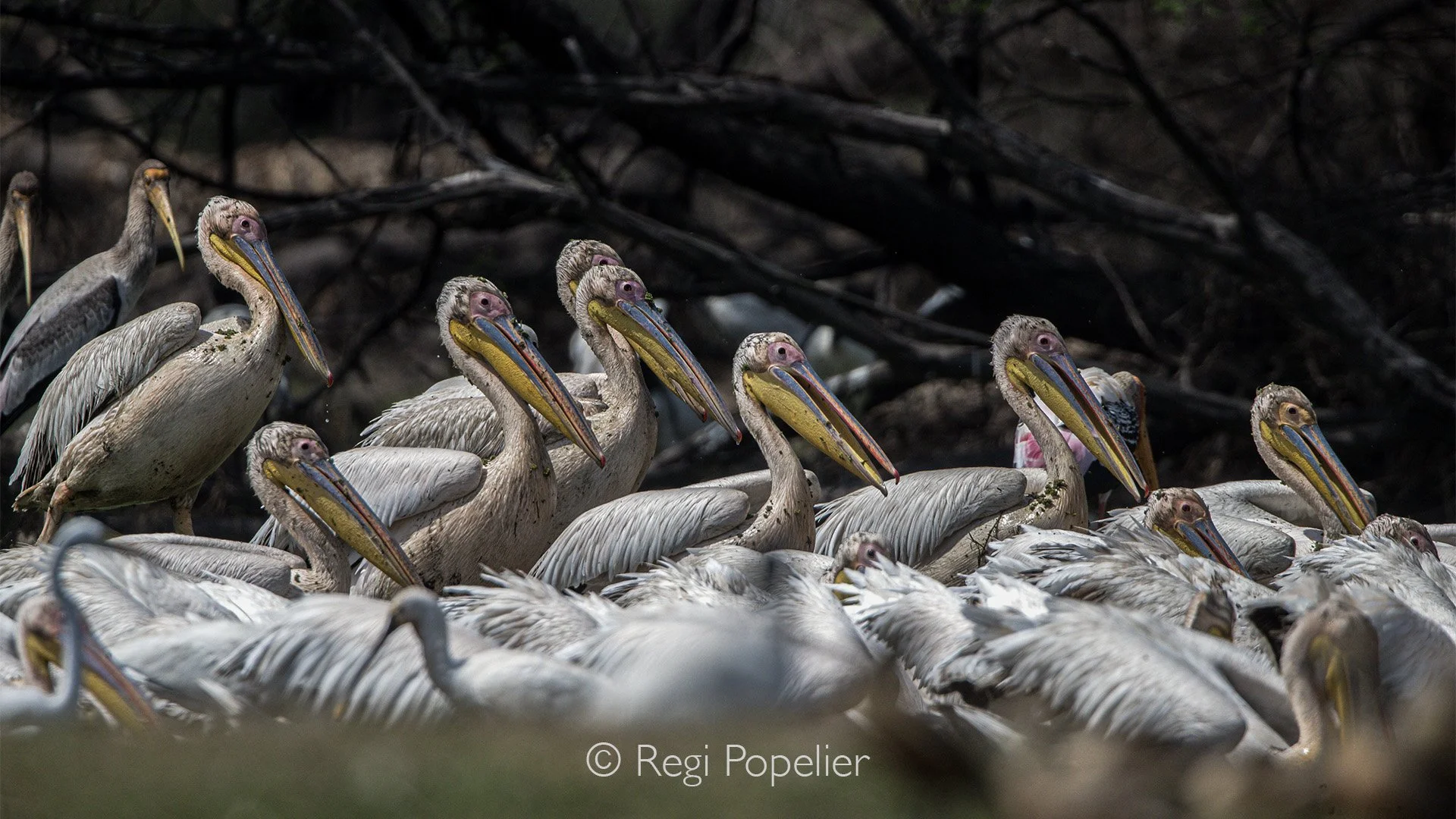 INDAI011 - Pelicans at Bharatpur Bird Sanctuary which is also known as Keoladeo National Park, this is one of the most famous bird sanctuaries in the world.  UNESCO world heritage site.