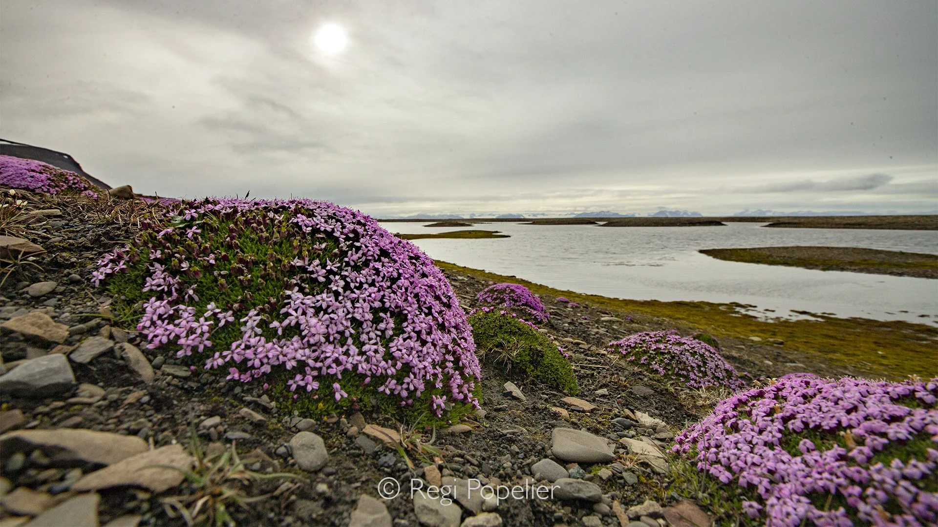 NPOLE002 - Delicate flowers bloom during the short summer, bringing colour to the tundra.