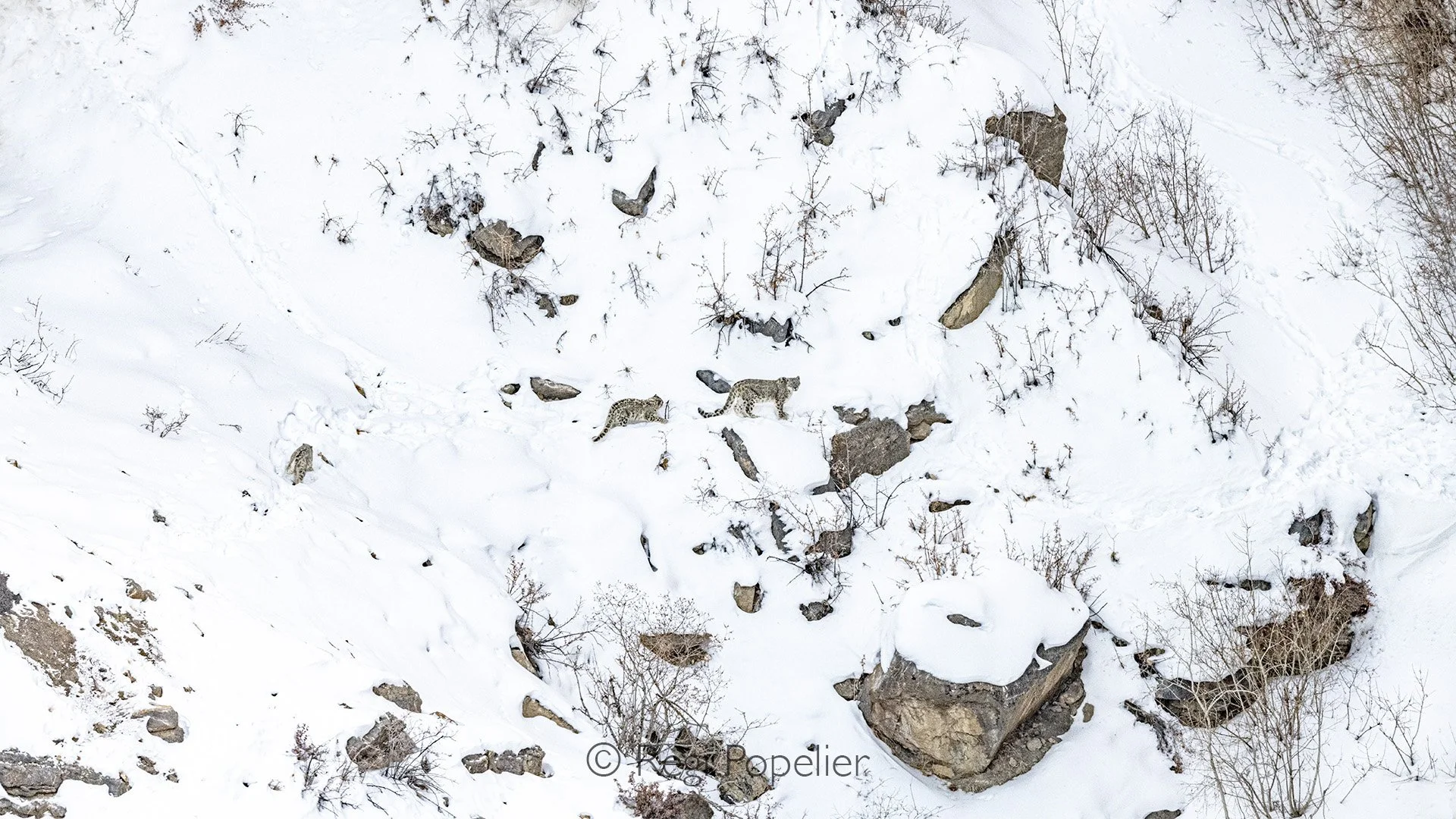 HIMA032 -  The mother leopard with 2 of her cubs. 