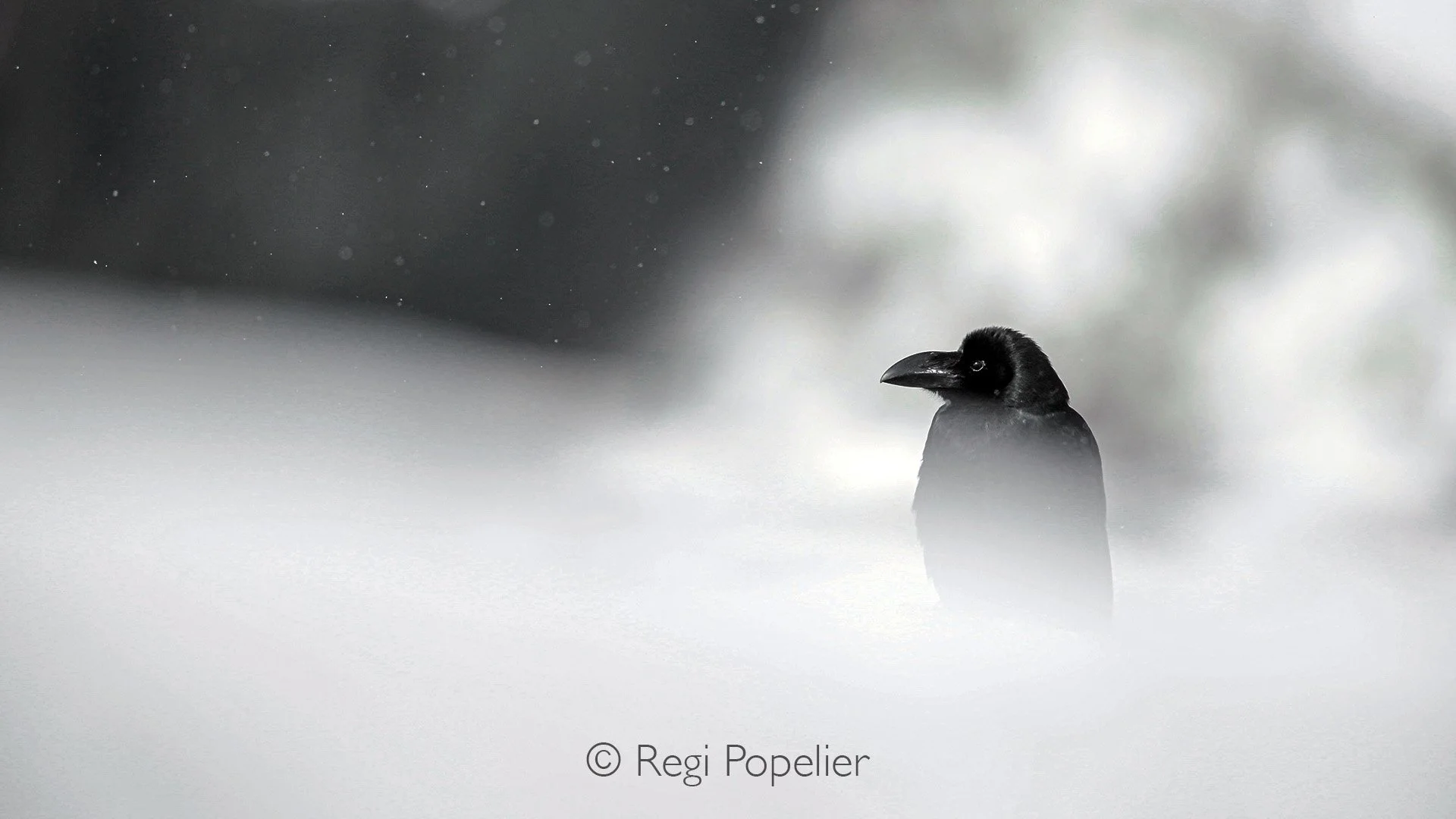 HOK031 -  This time a crow makes part of the image