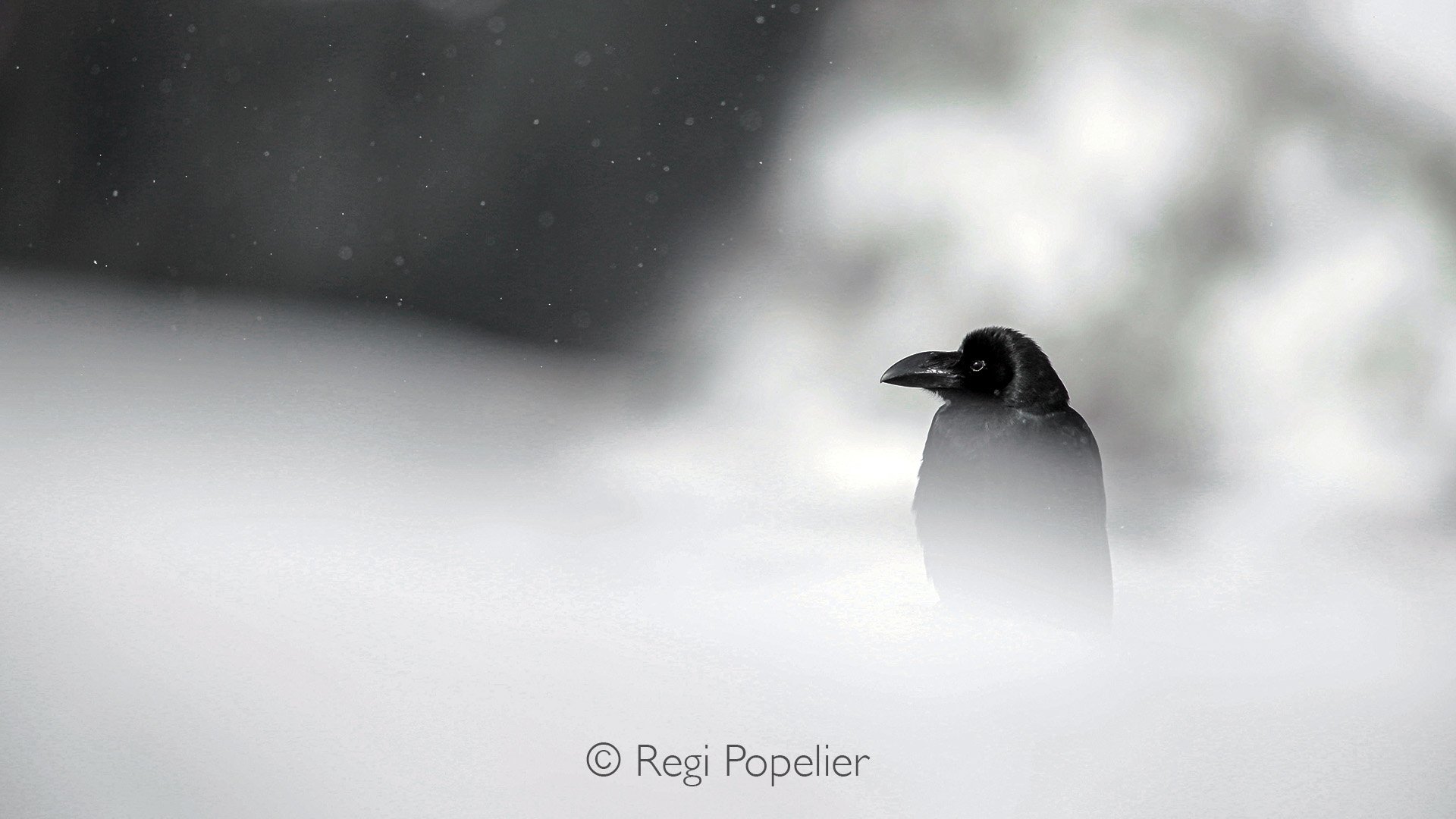 HOK031 -  This time a crow makes part of the image