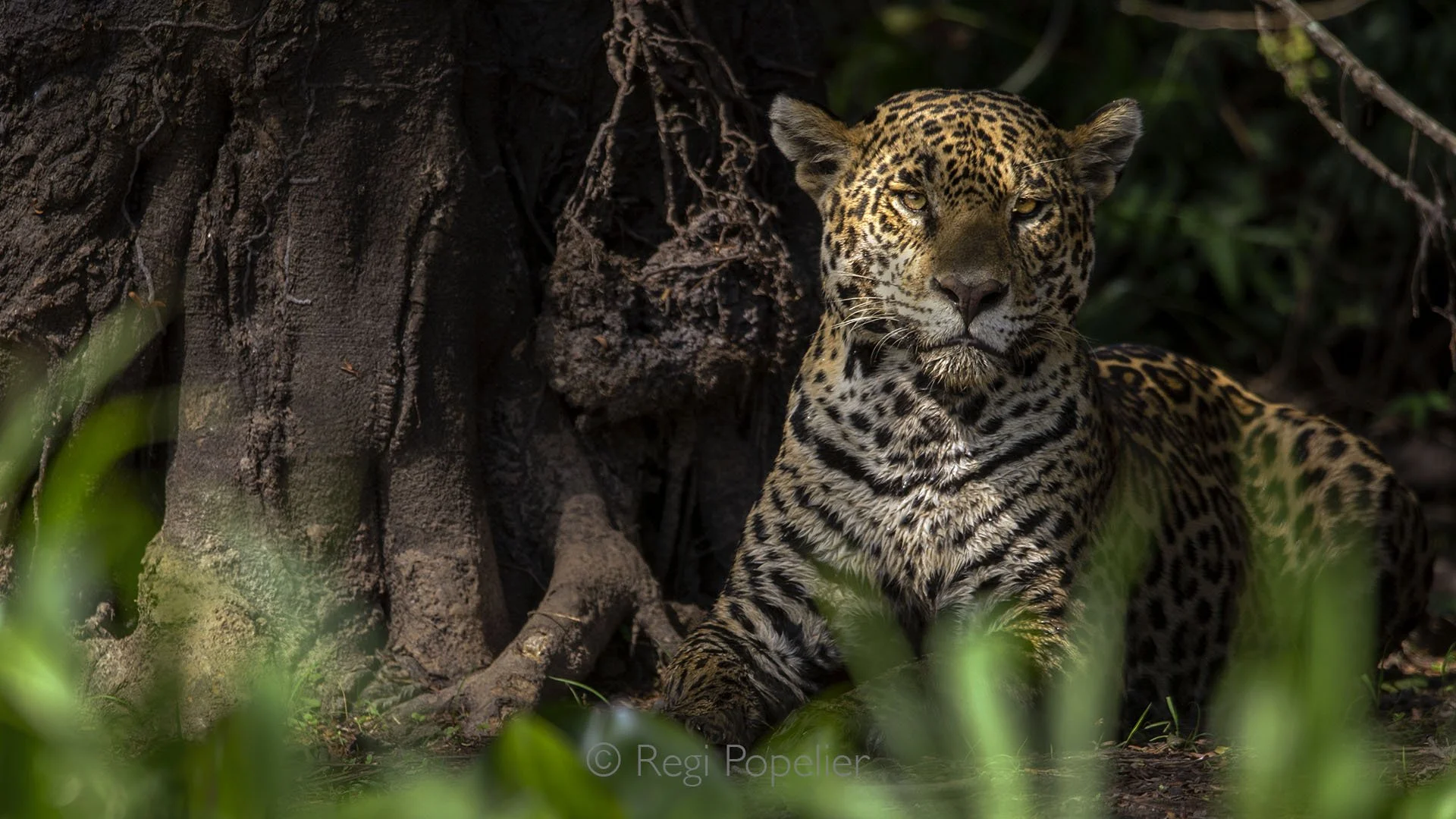 BRA016 - Majestic jaguar resting in the shade along the northern banks of the Pantanal River, embodying the quiet power and grace of one of nature’s most iconic predators.
