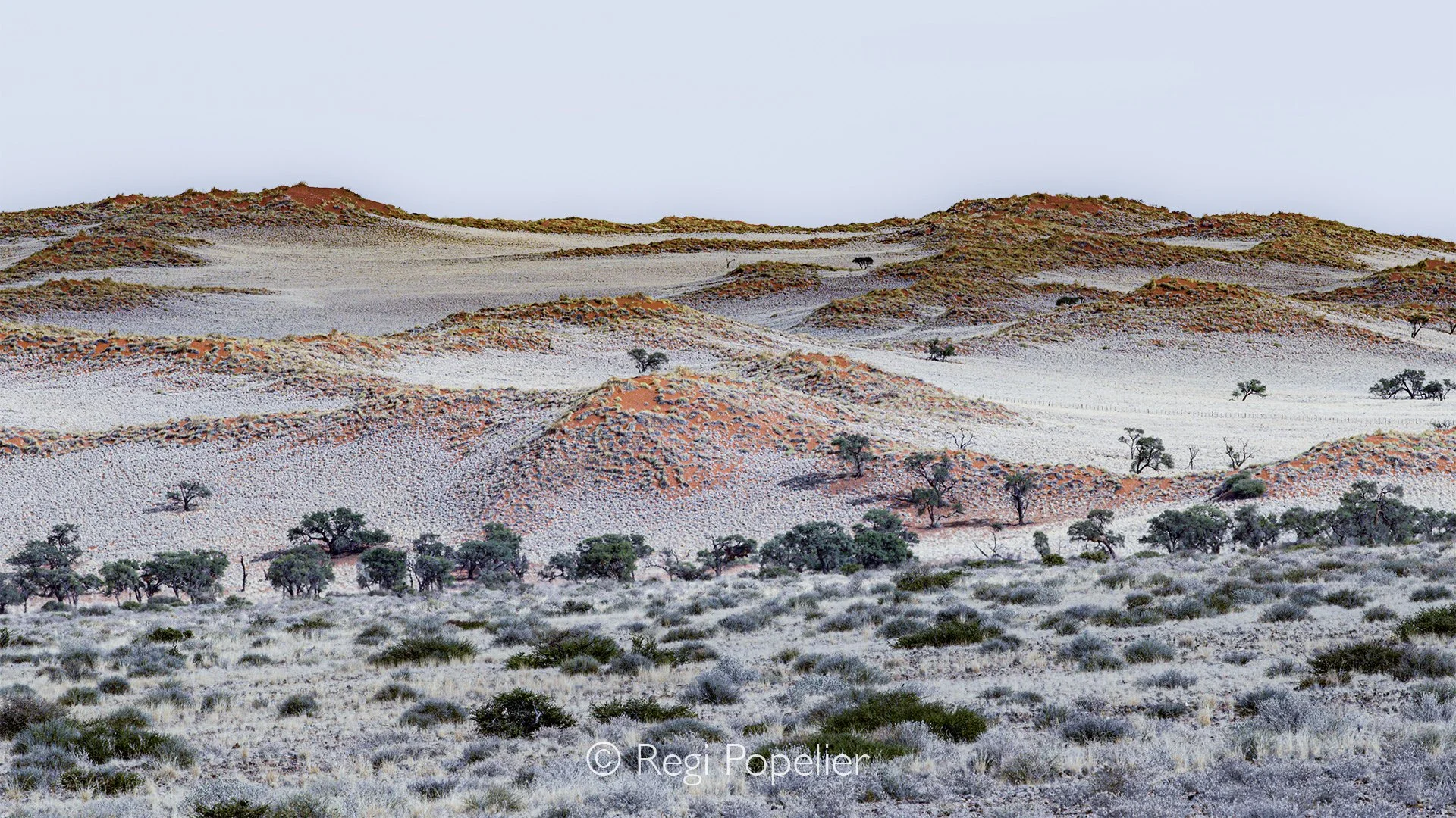 Namibia007 - The famous Fairy Circles of the Namib Desert. Photographed while standing on the roof of our car. 