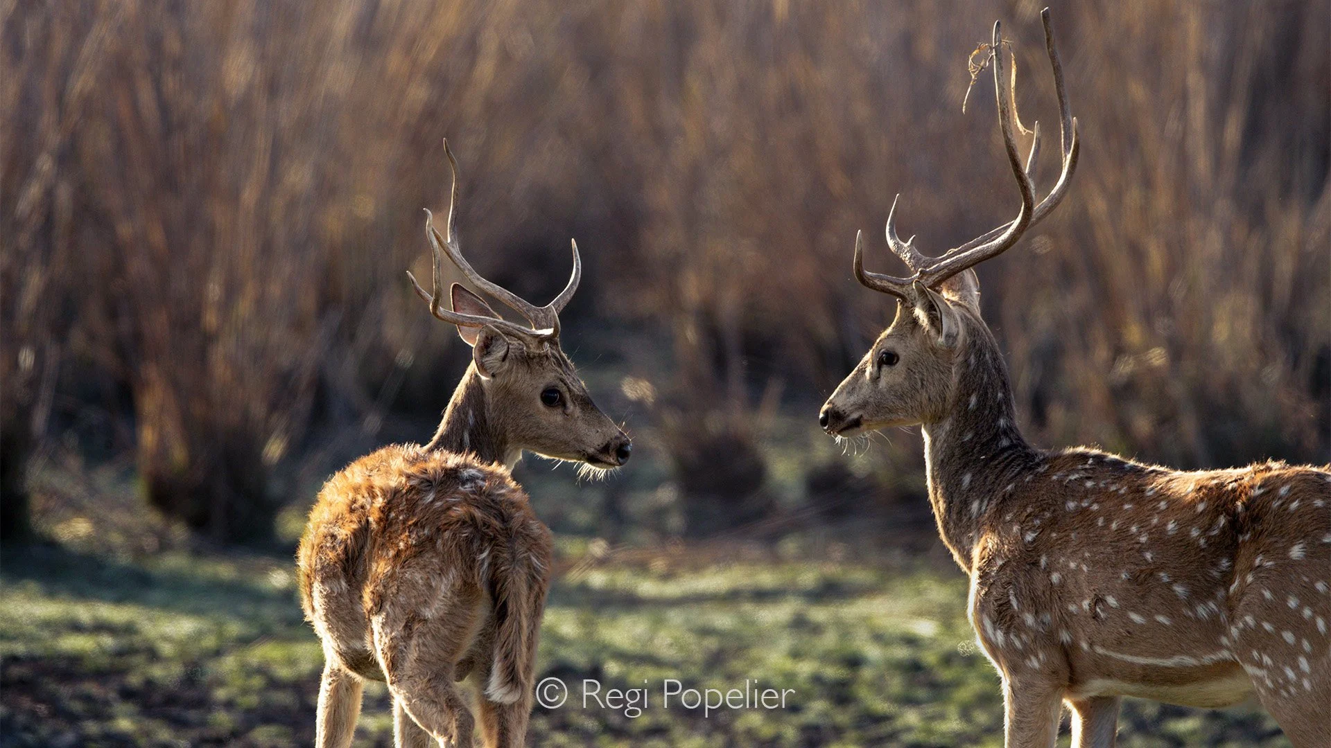INDIA048 - Spotted deer taxing each other 