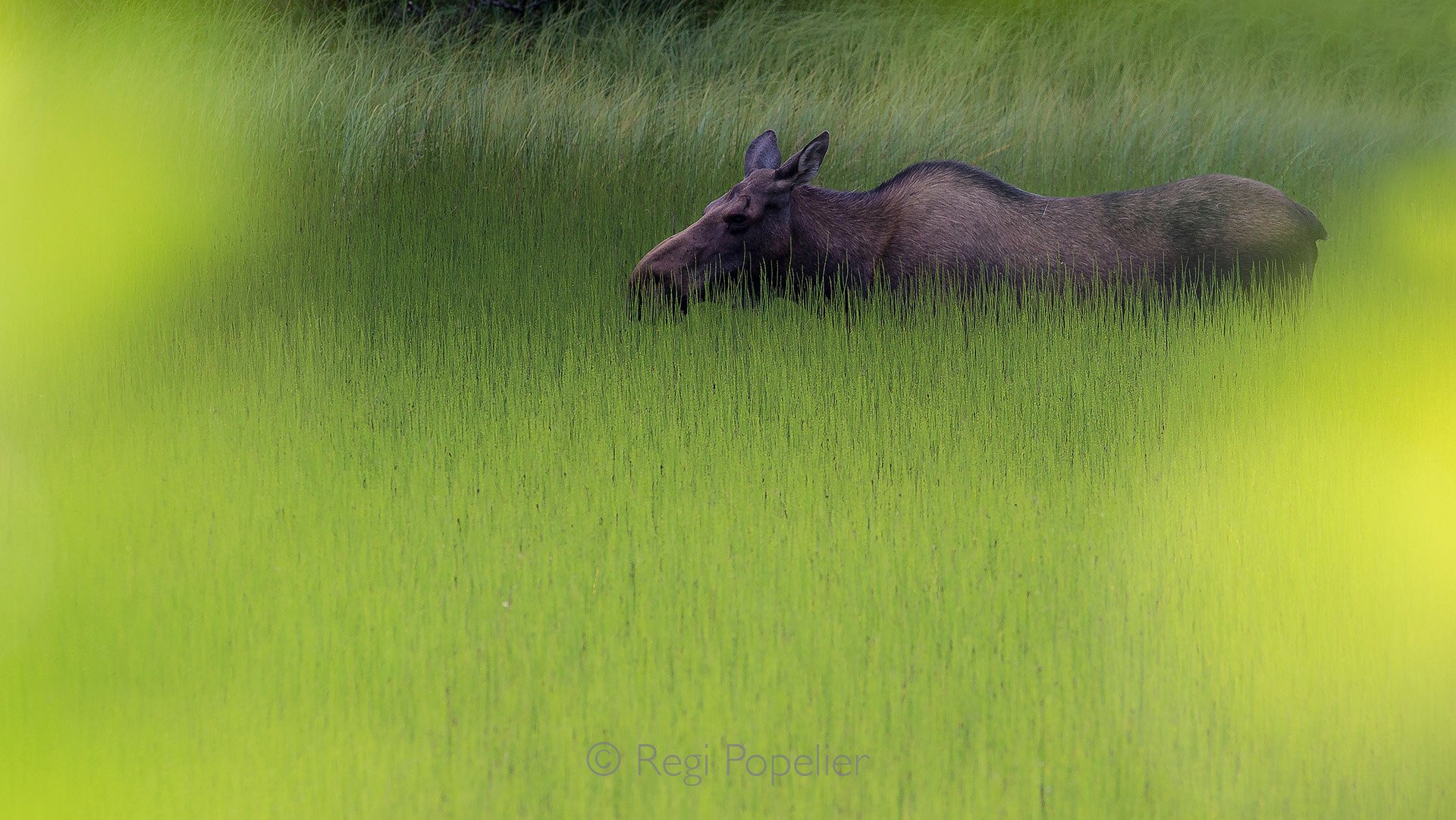 AL005 - Moose moving through the high grasses