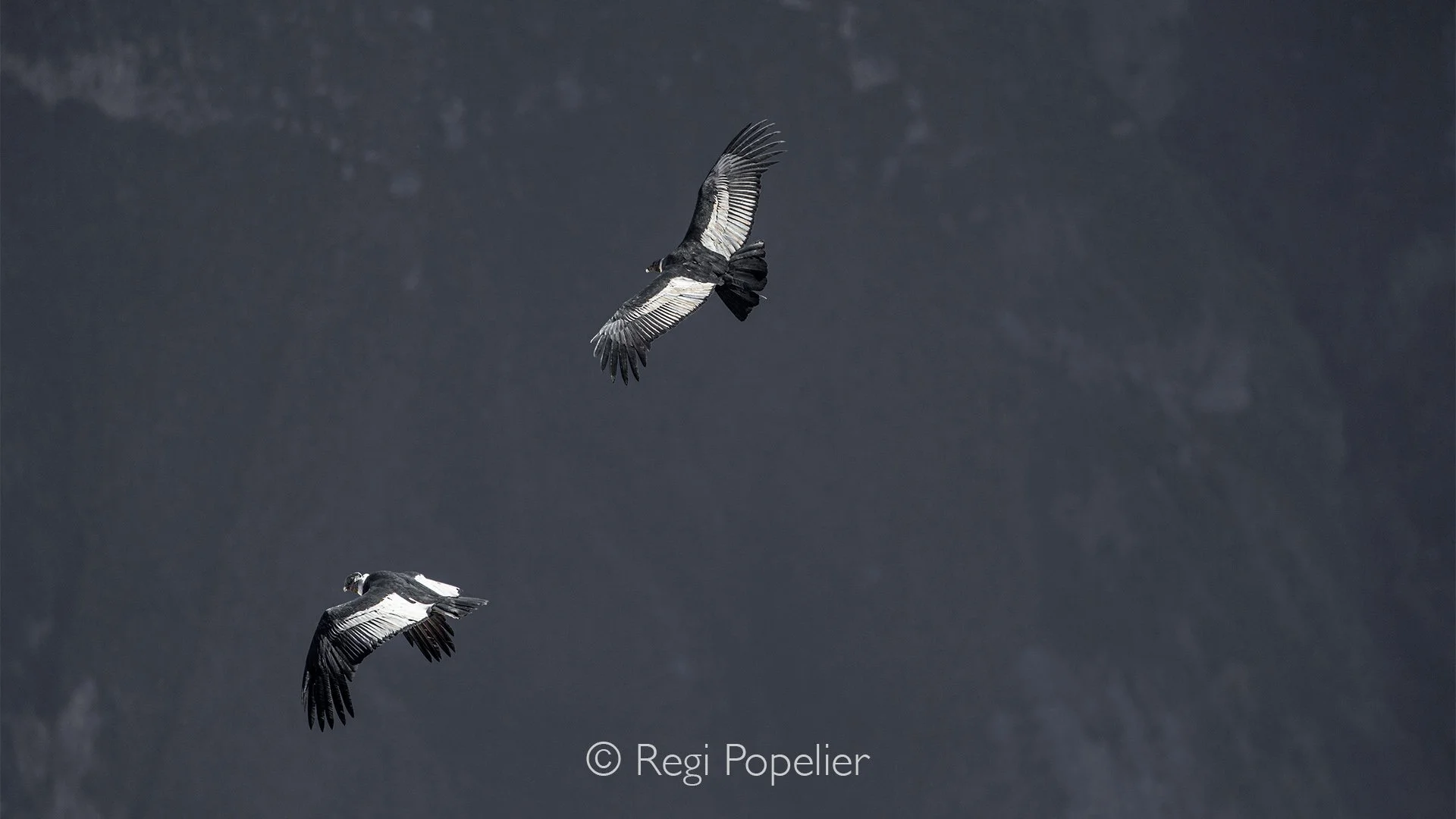 PERU003 - Andean condors glide effortlessly above the rugged peaks, using the rising currents of the Andes to soar across the immense landscape. Their enormous wings stretch against the mountain backdrop, creating a timeless symbol of freedom and the