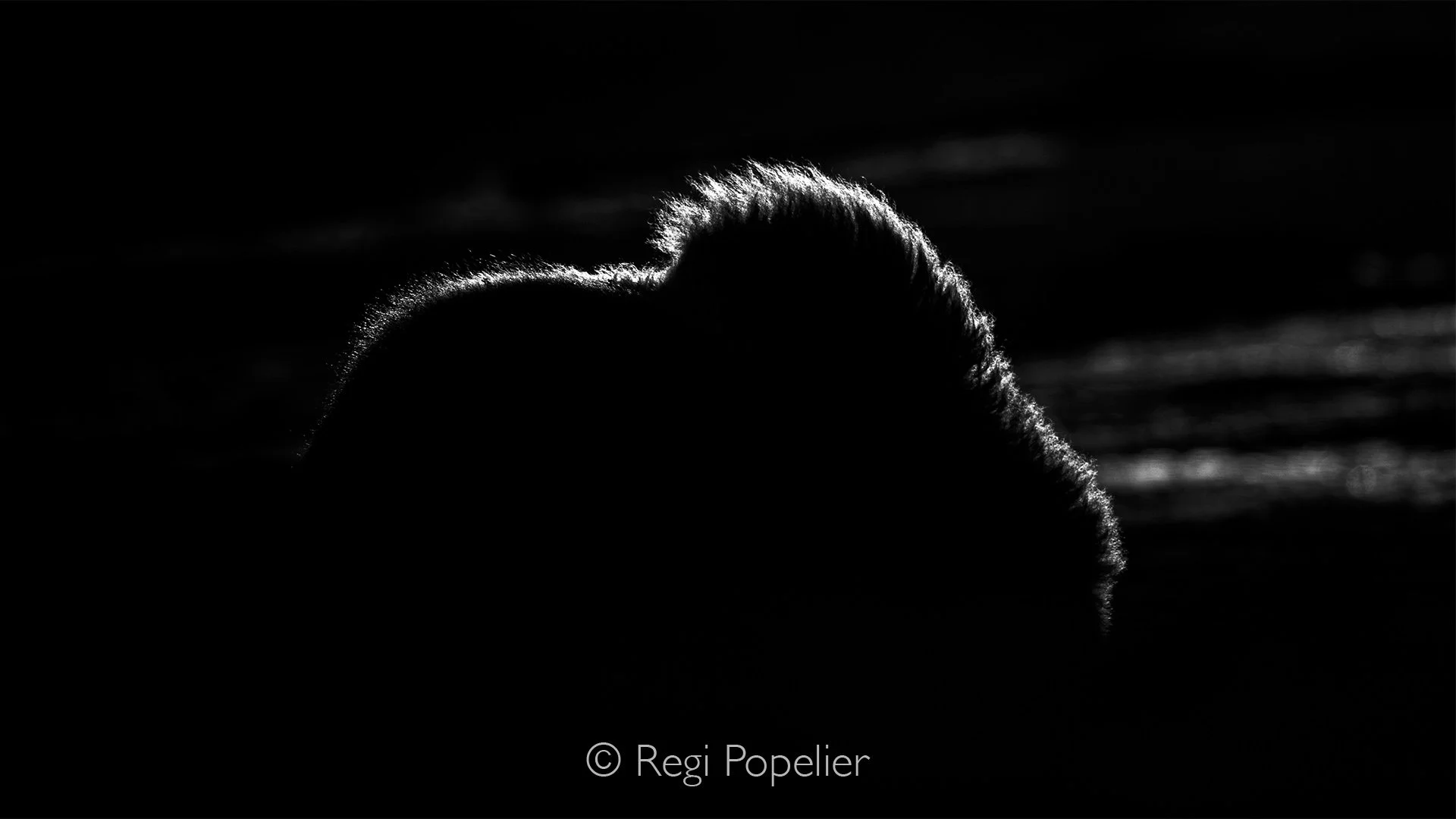 NORWAY045 - Backlit by the low Arctic sun, the musk ox glows with a  halo against the frozen landscape.