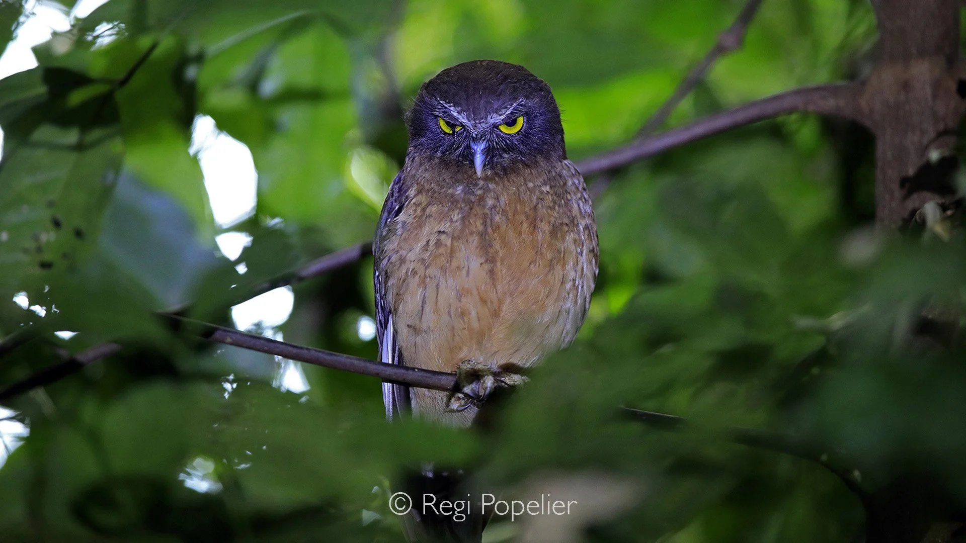 INDO035 - Sulawesi Scops Owl in Tangkoko NP.