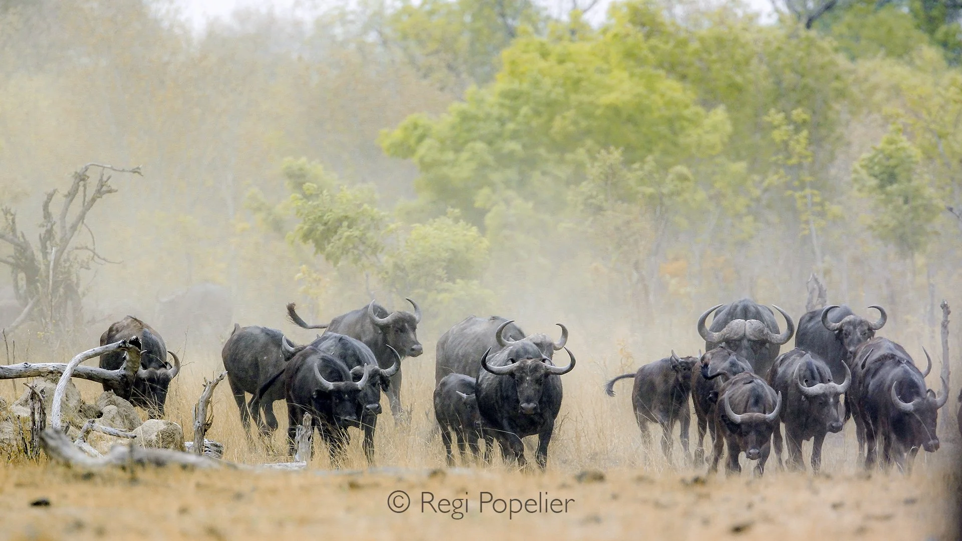 ZIM006 - Herd of buffalo charging toward the waterhole, driven by thirst and the scent of water.